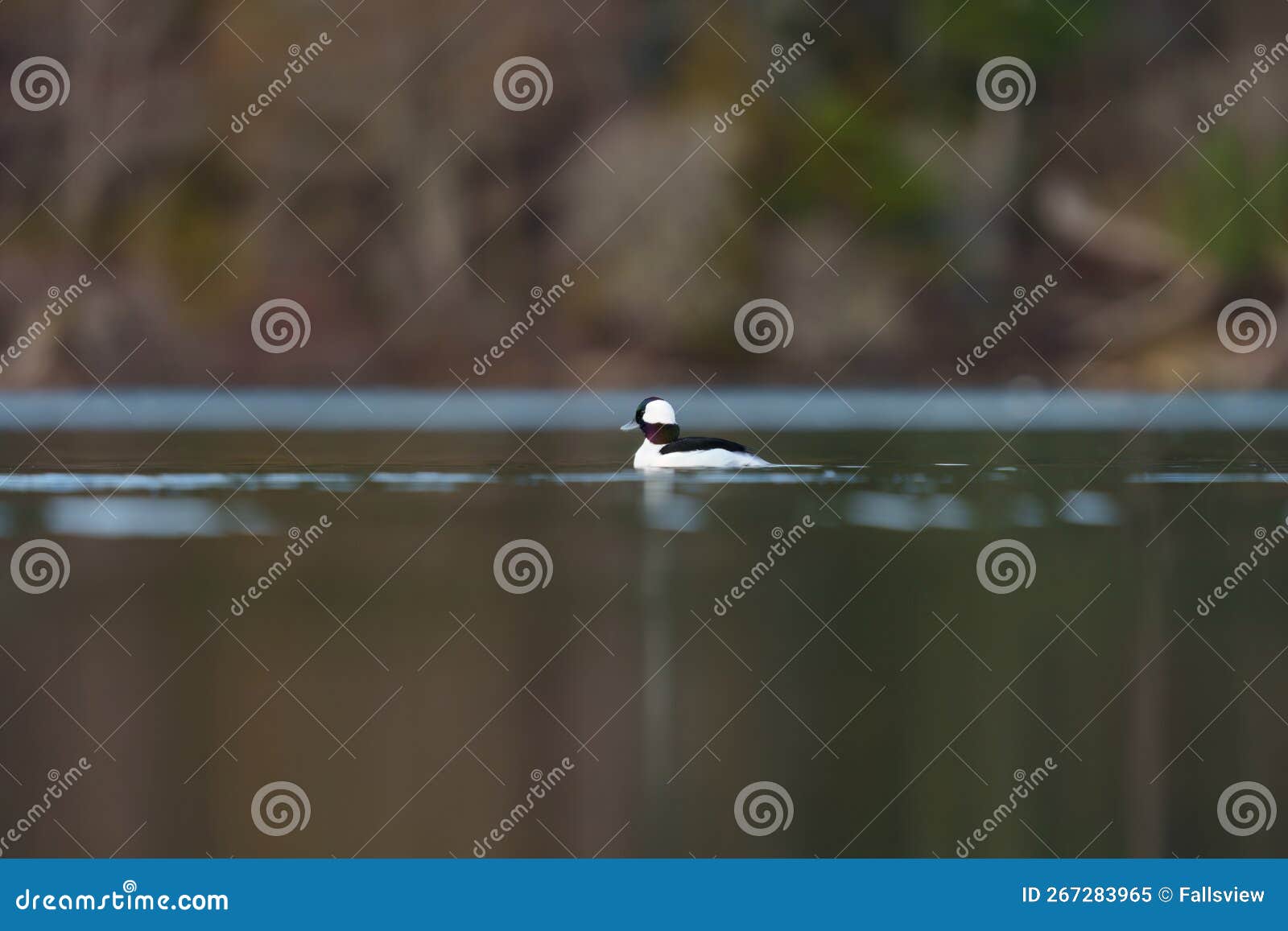 bufflehead resting at seaside