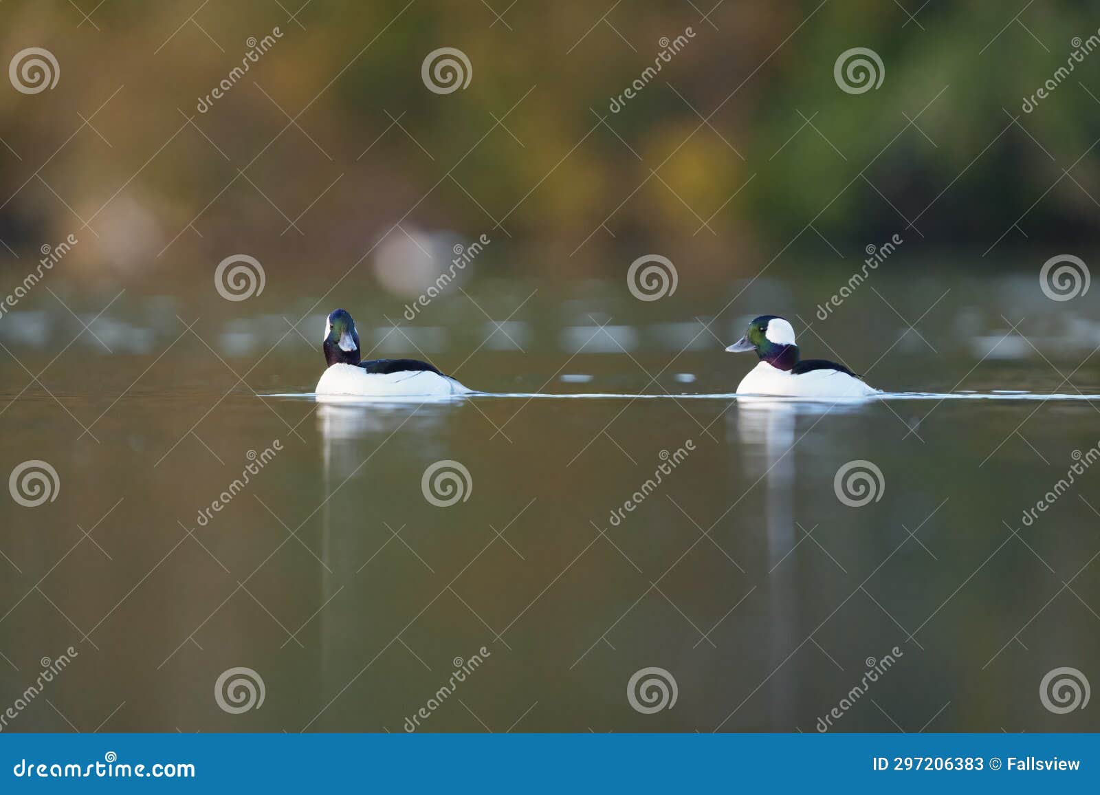 bufflehead resting at seaside