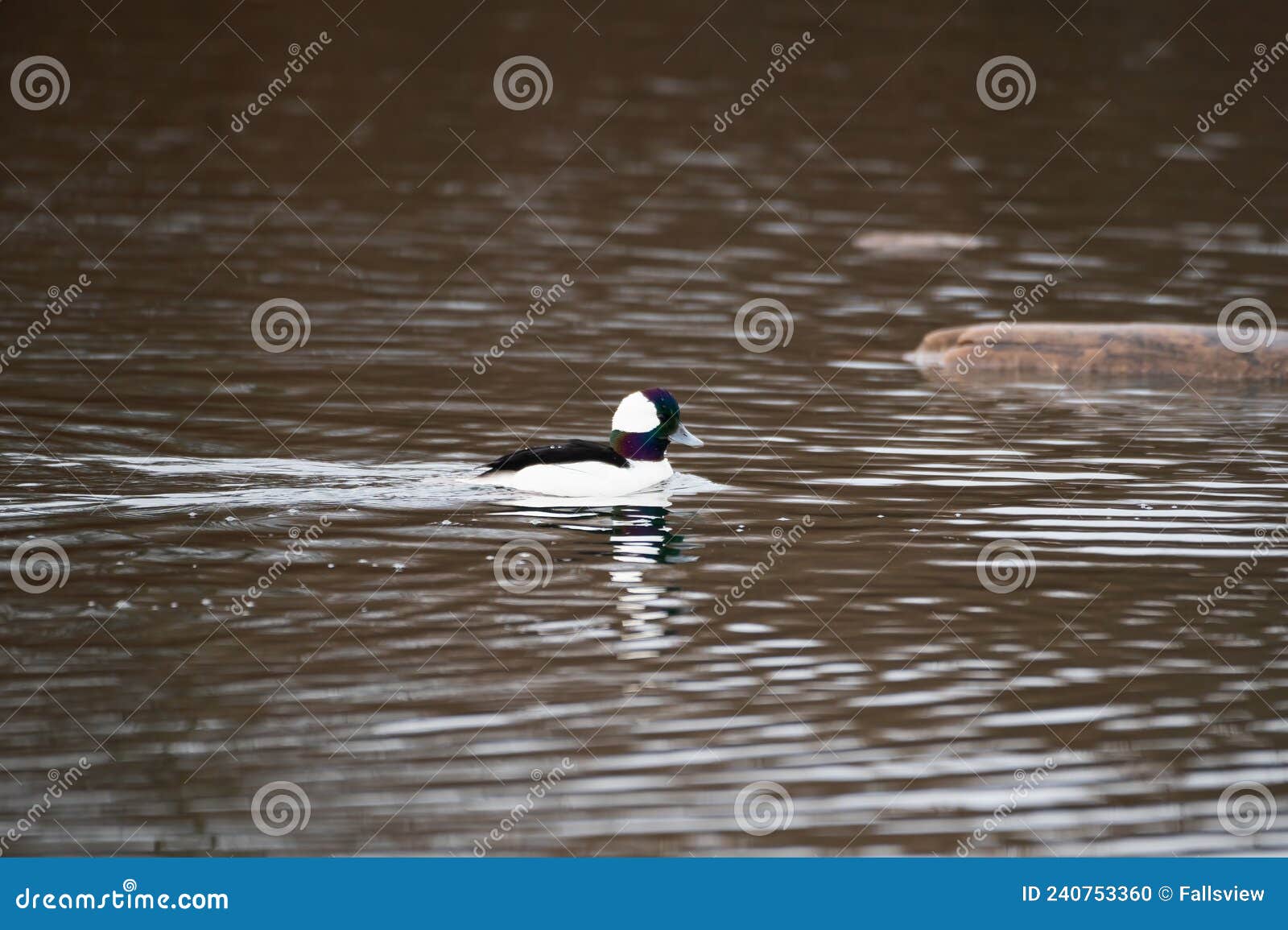 bufflehead swimming in a pond