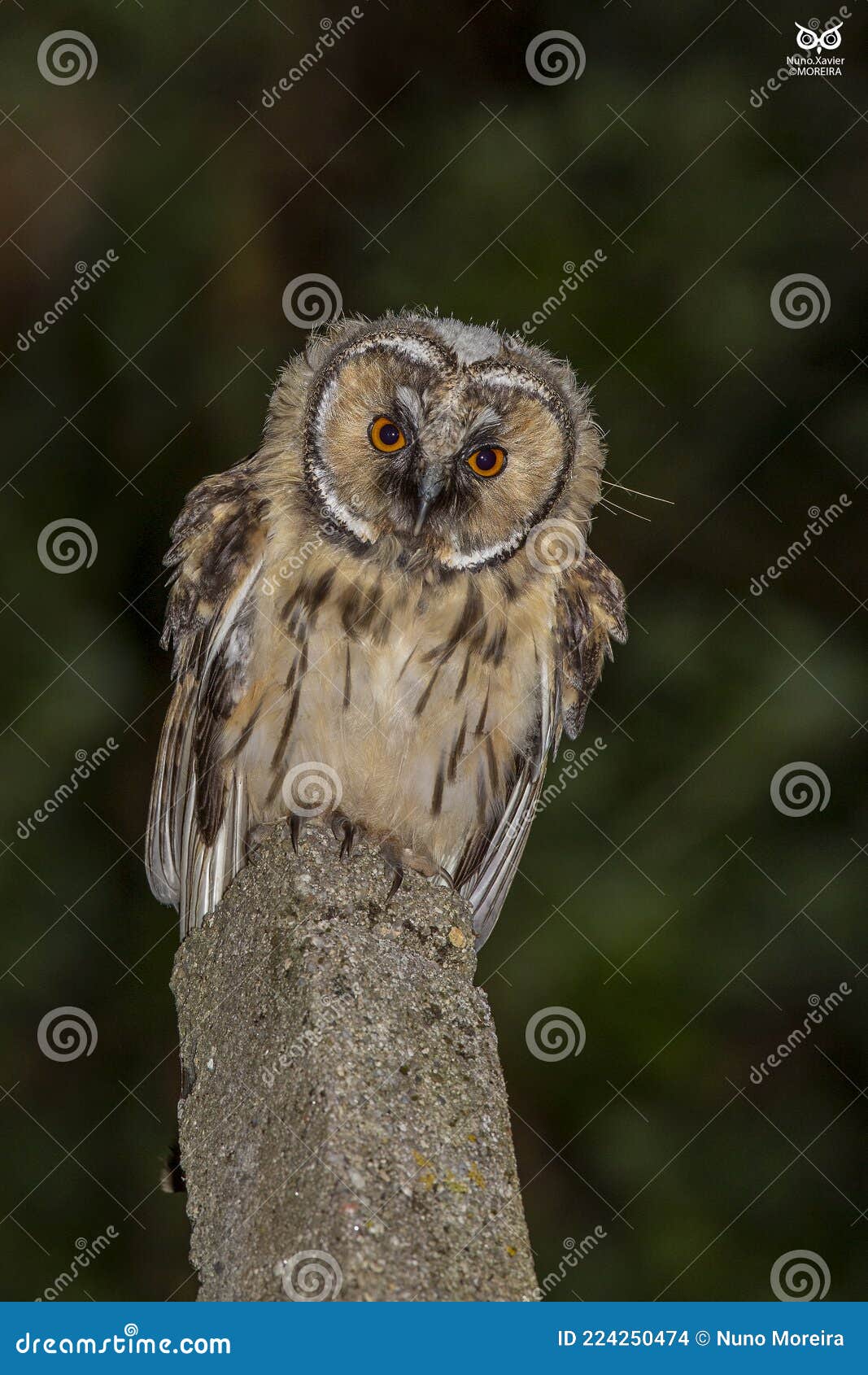 bufo-pequeno, long-eared owl(asio otus)