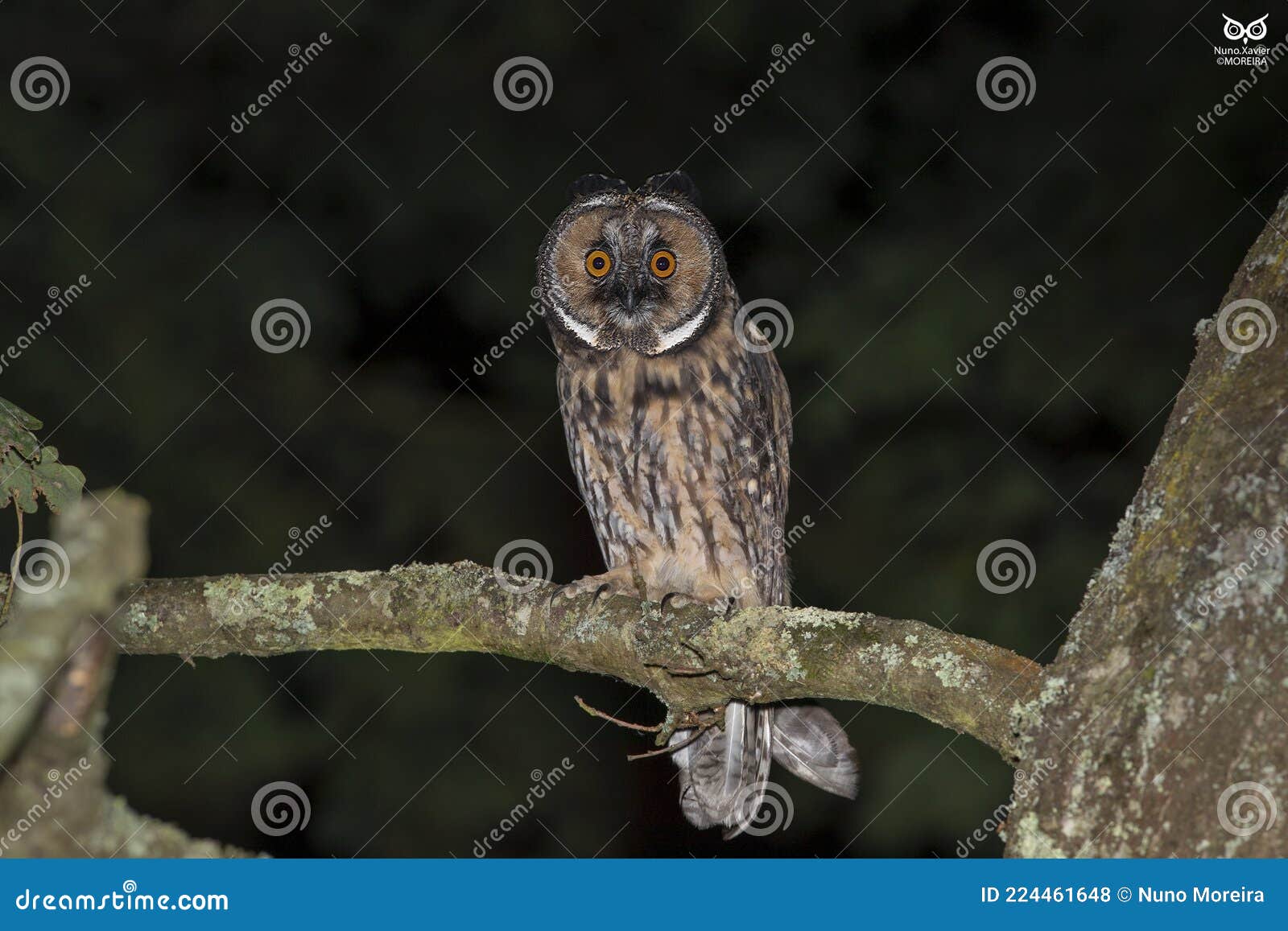 bufo-pequeno, long-eared owlasio otus