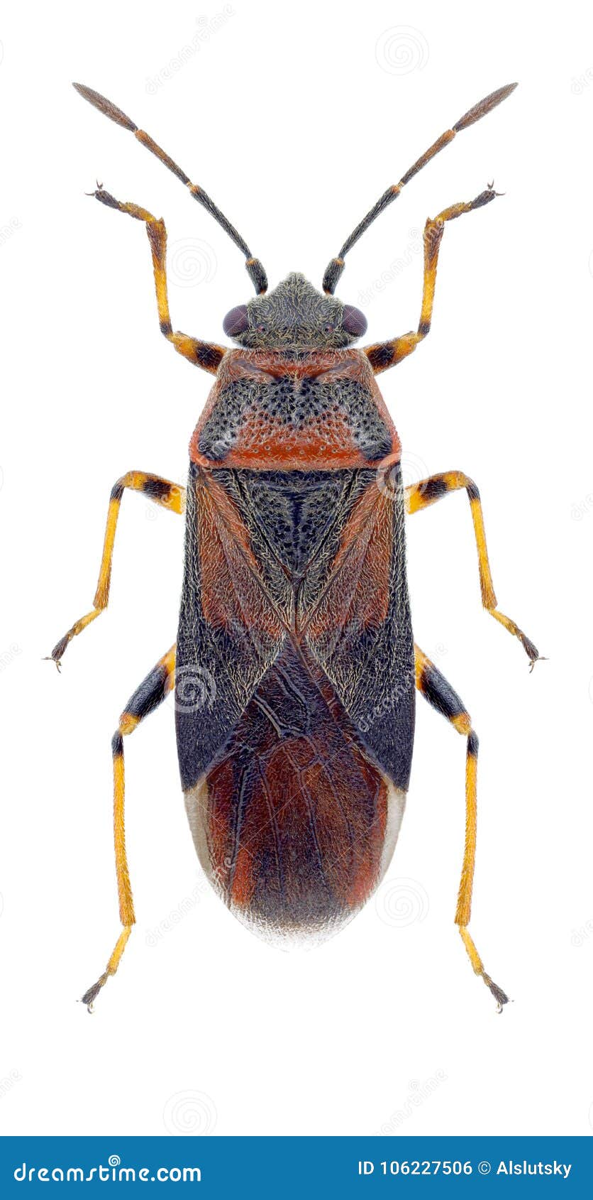 Bug Arocatus Melanocephalus Stock Images by Megapixl Bug Arocatus Melanocephalus Stock Images by Megapixl