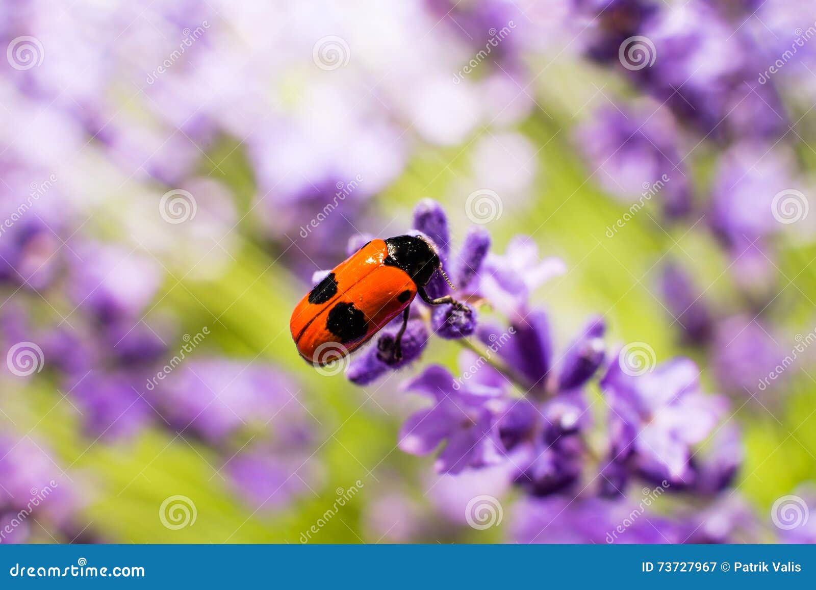 bug (clytra laeviuscula) on lavender.