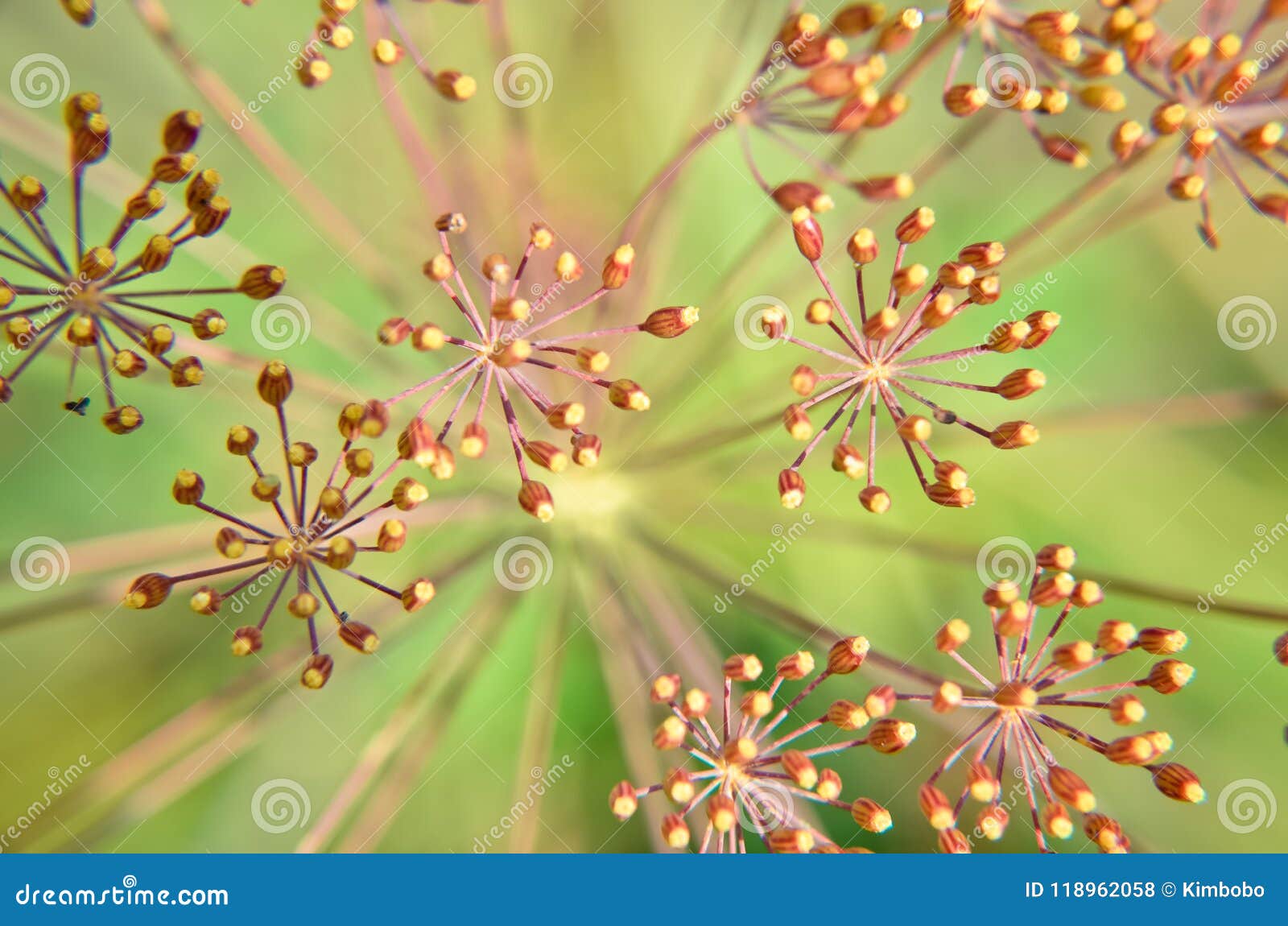Bug on dill flower closeup stock photo. Image of color 118962058