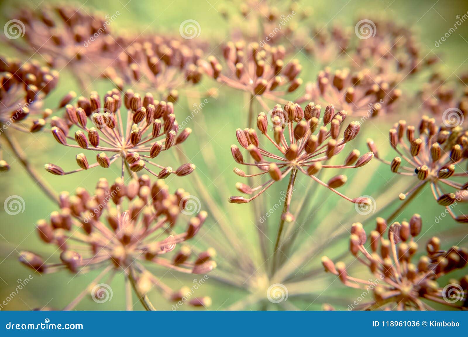 Bug on dill flower closeup stock photo. Image of blossom 118961036
