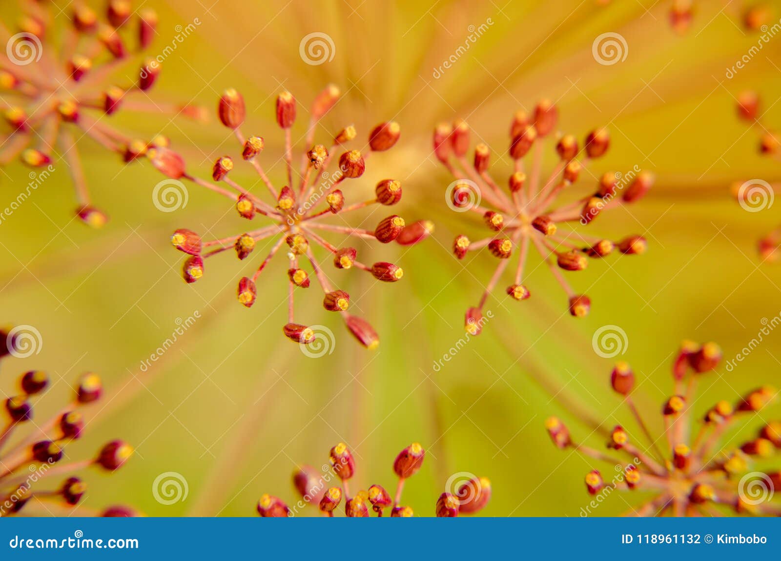 Bug on dill flower closeup stock photo. Image of herb 118961132