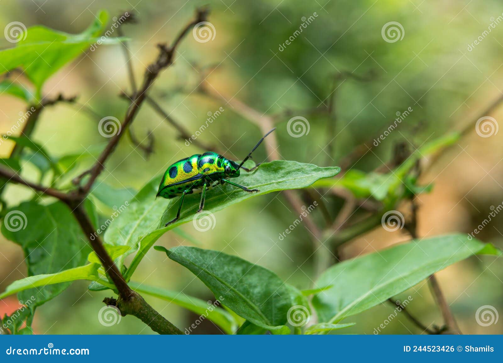 metallic shield bug or jewel bug