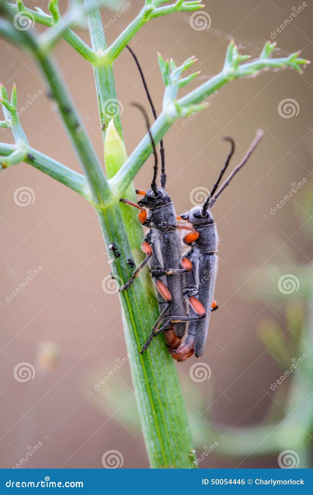 Bug Large Antennas Having Sex for Reproduction Stock Photo pic