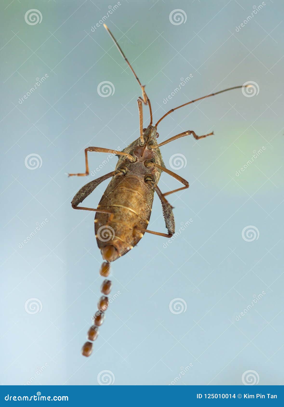 Bug laying eggs stock photo. Image of beetle, closeup 125010014