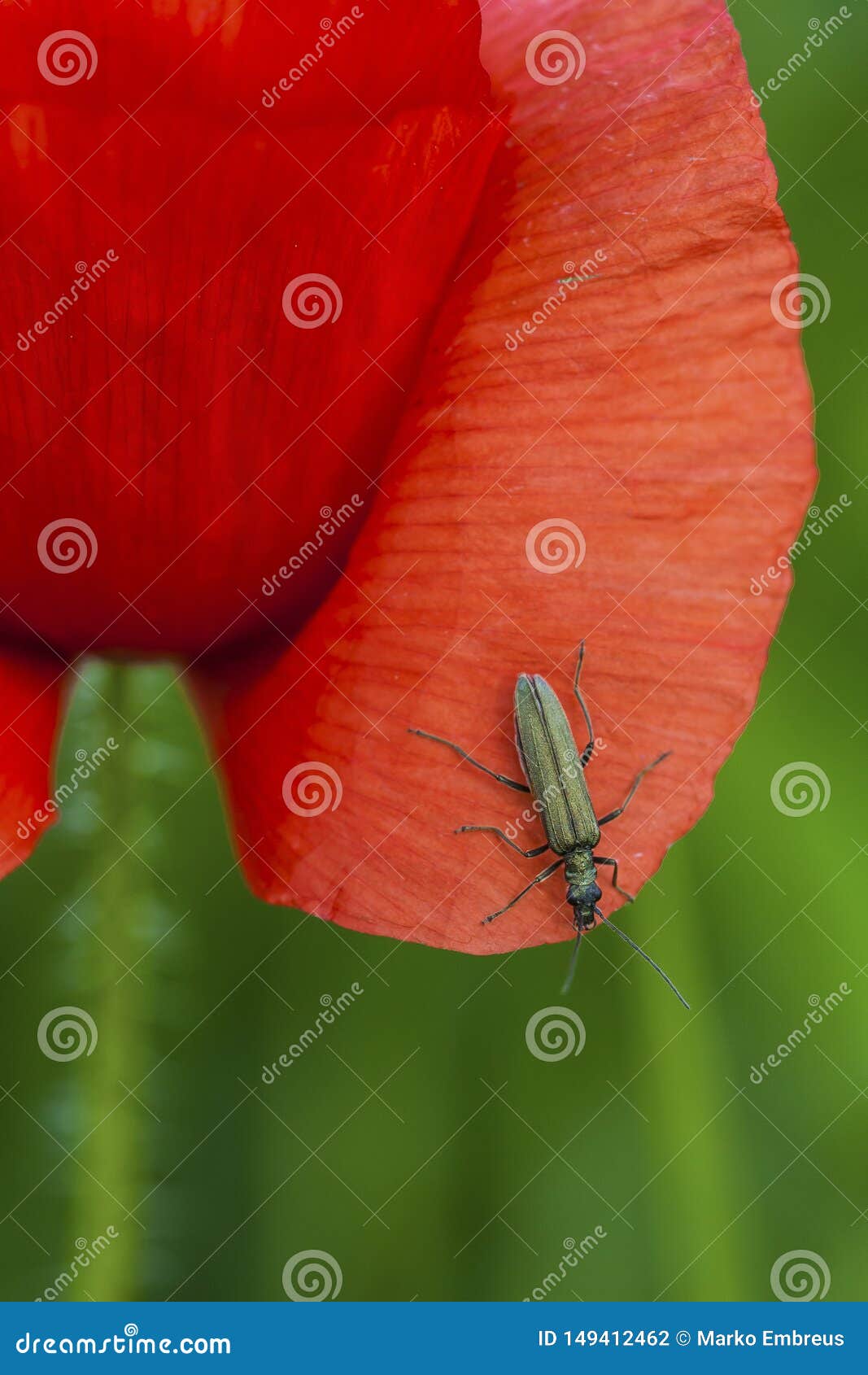 Bug on a poppy stock photo. Image of blossom, green 149412462