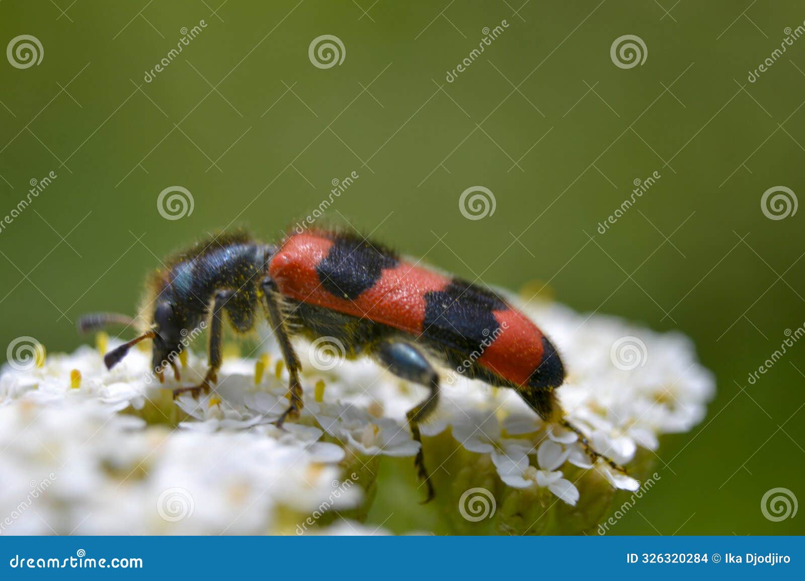 bug ( trichodes apiarius)