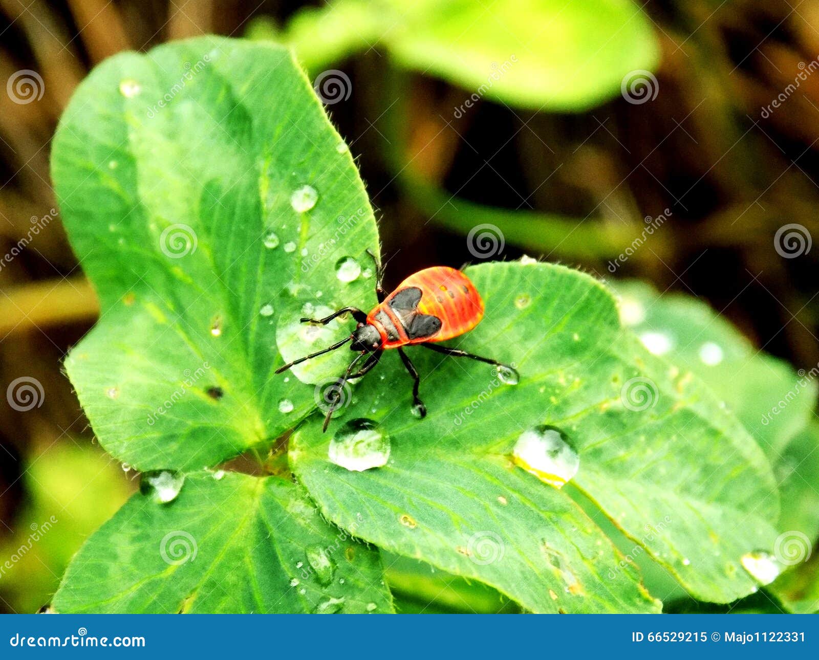 Bug On Wet Clover Stock Image Image Of Plant Storm 66529215