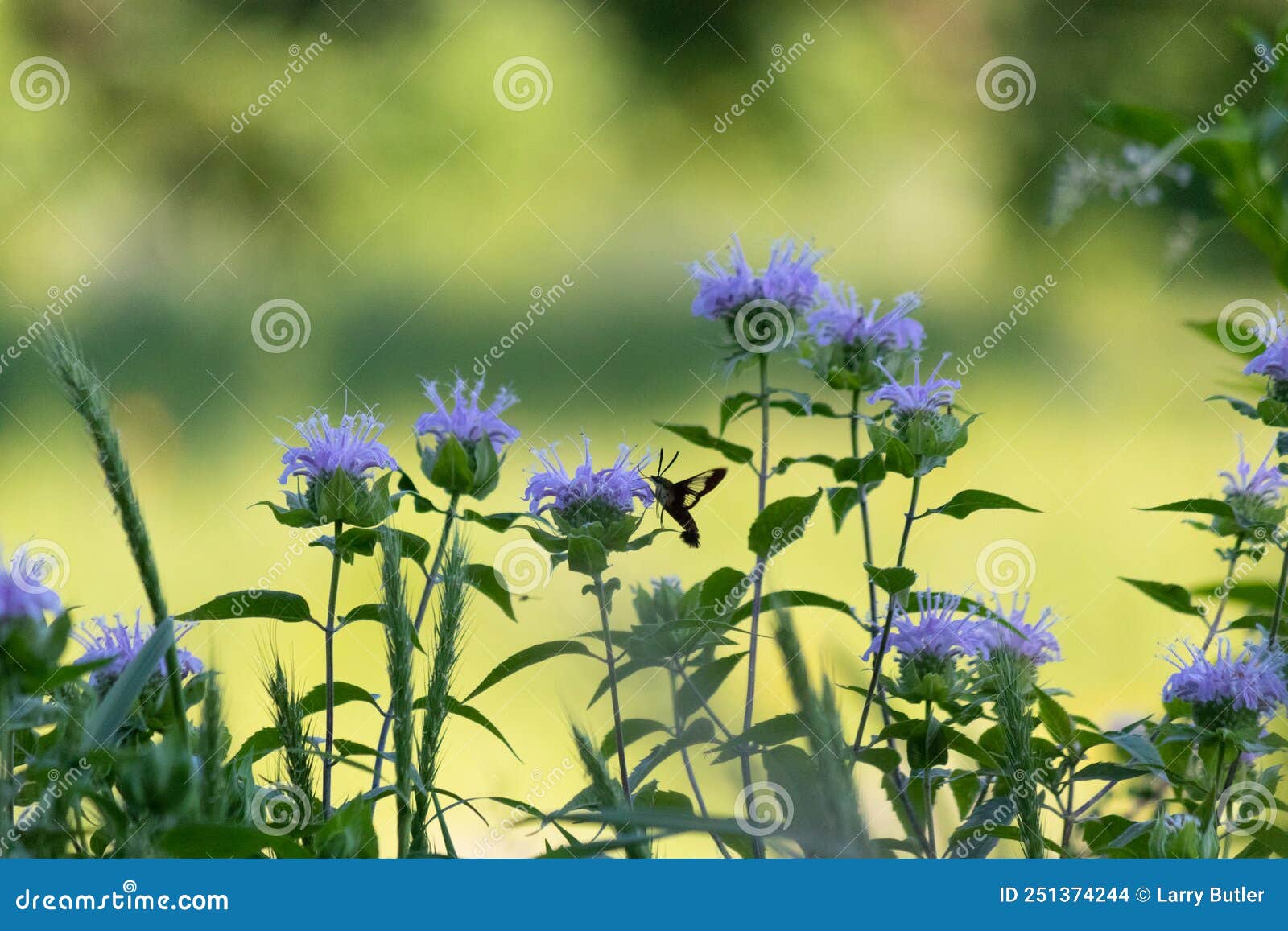 bug working hard to collect pollen from pretty flowers