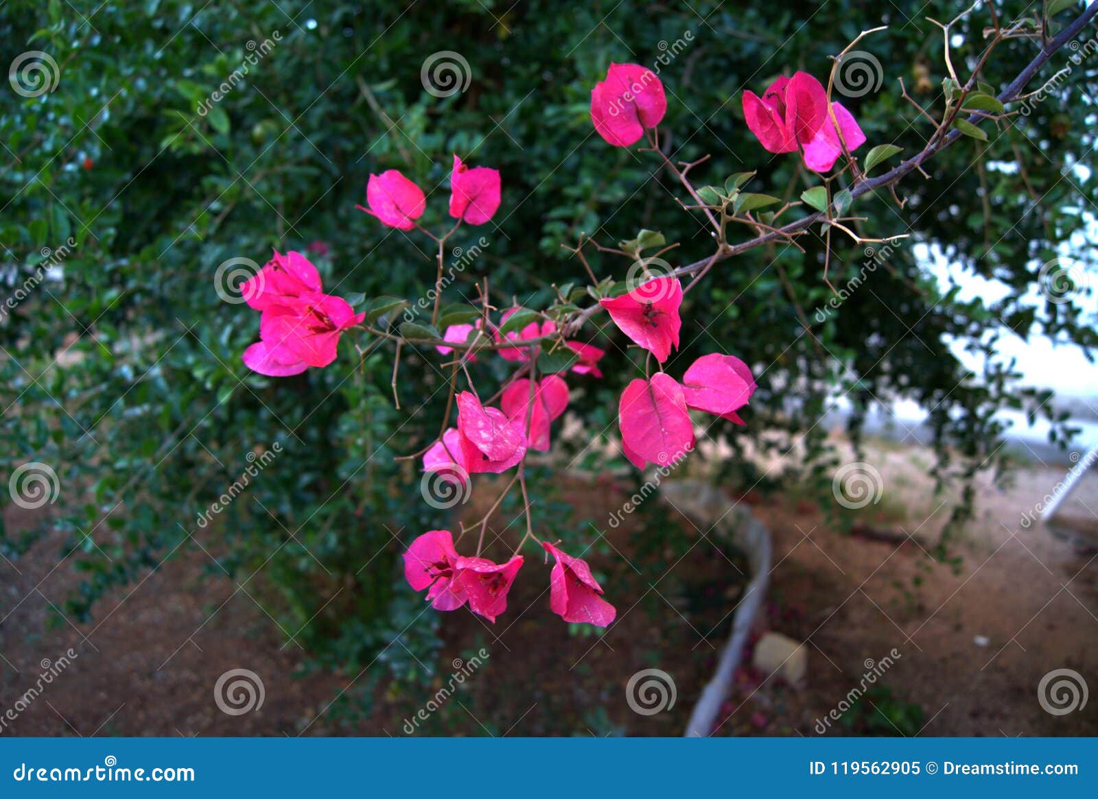 buganvilla pink flowers