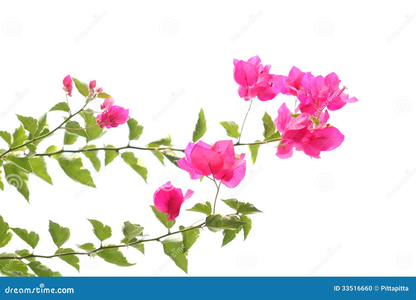 Buganvilla púrpura foto de archivo. Imagen de cerque - 33516660