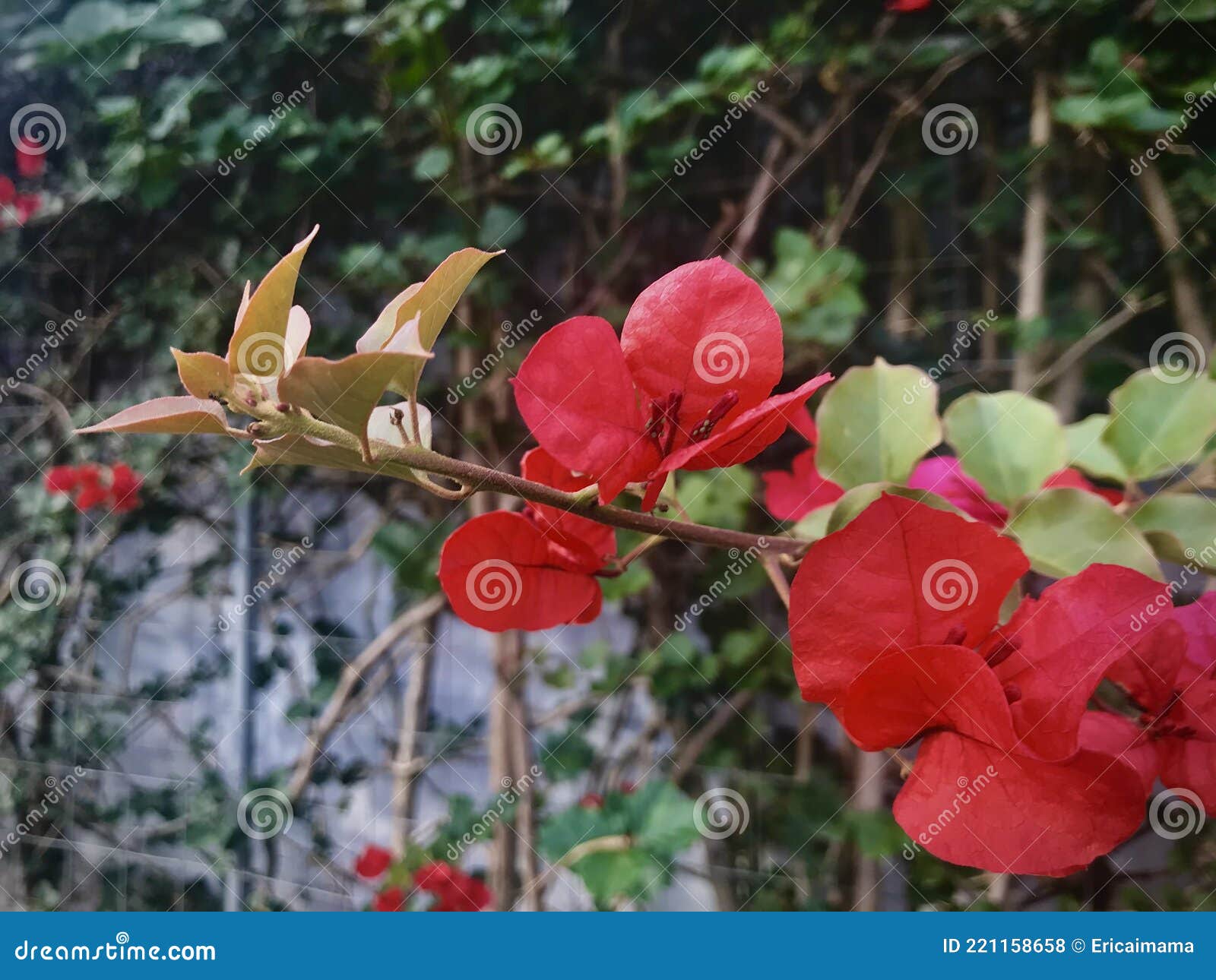 Buganvillas. Flores Rojas De La Planta Trepadora. Foto de archivo - Imagen  de rejilla, fragancia: 221158658