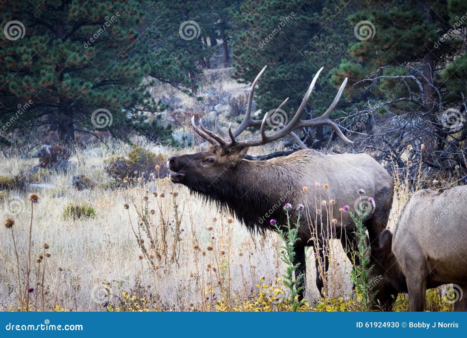 cow elk colorado cow elk colorado