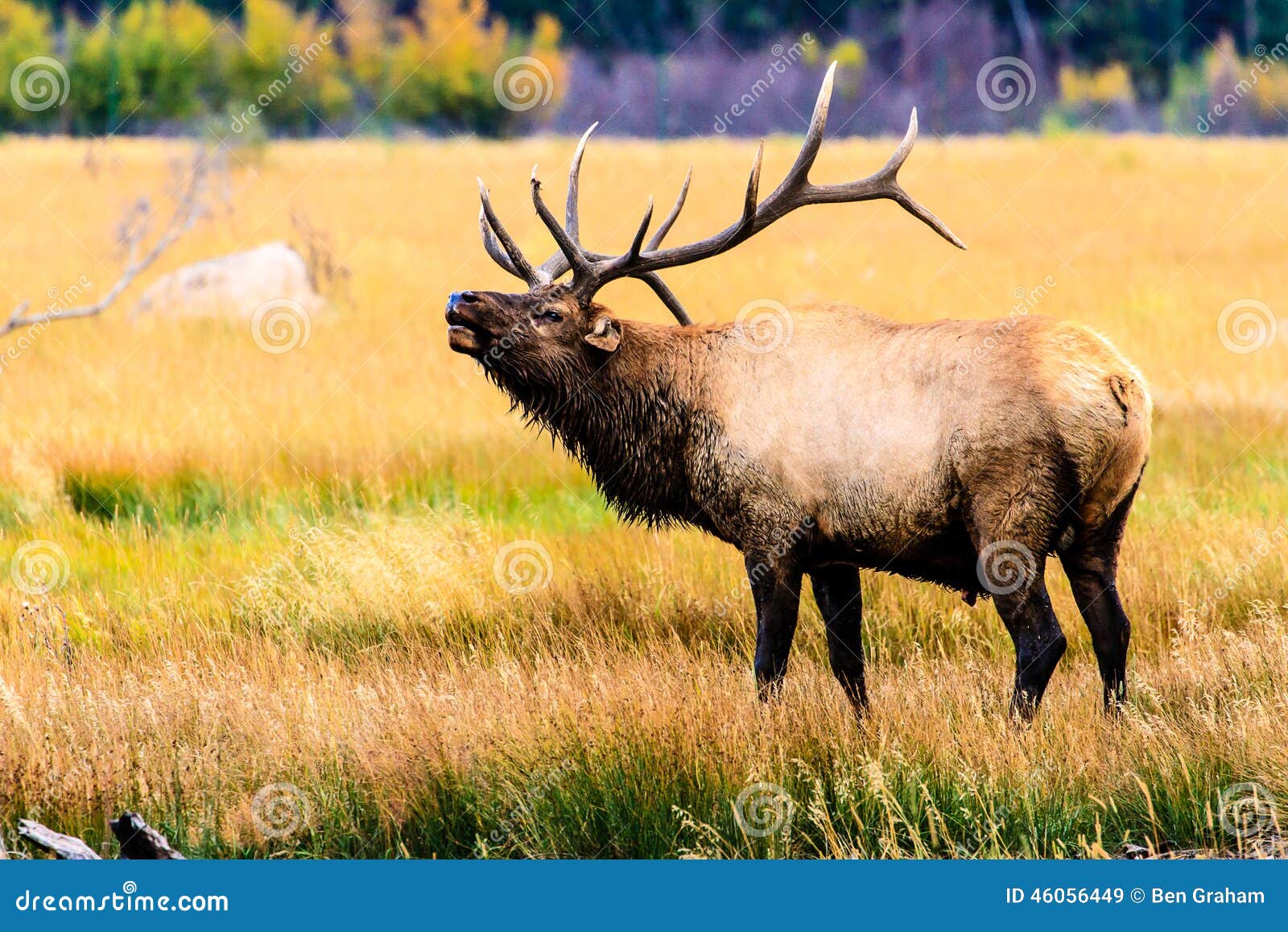 bugling elk