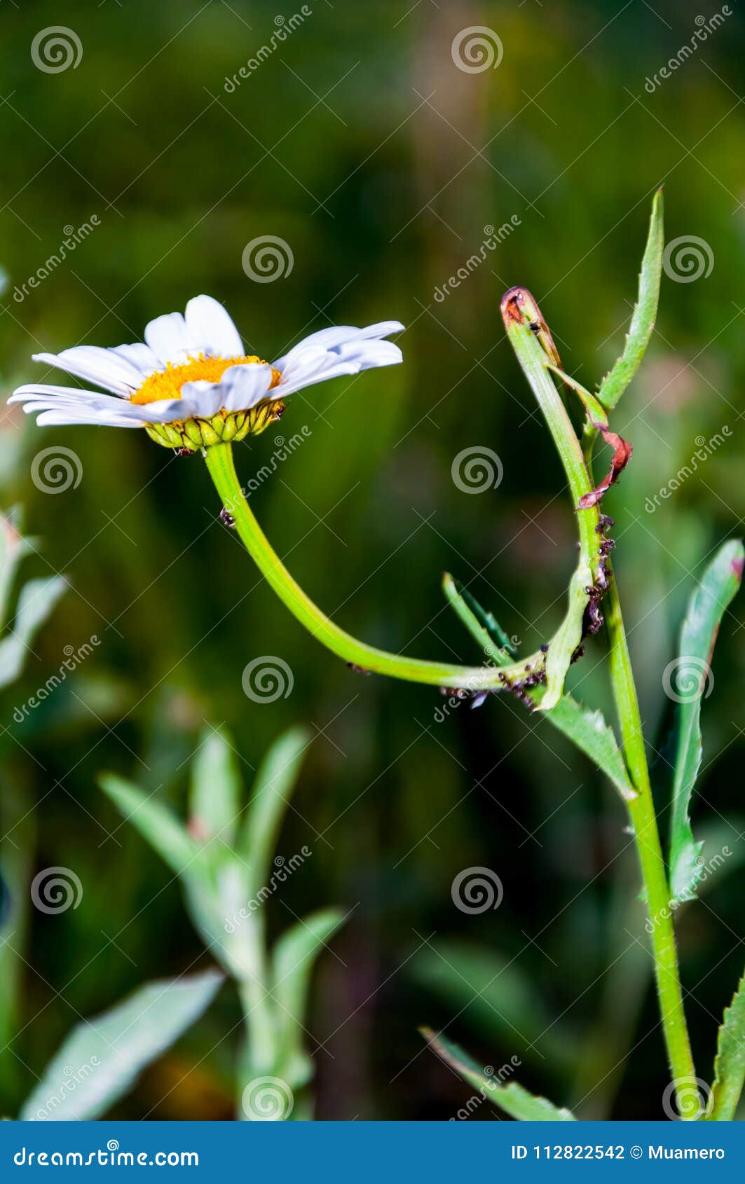 Bugs attacking the daisy stock photo. Image of flowers 112822542