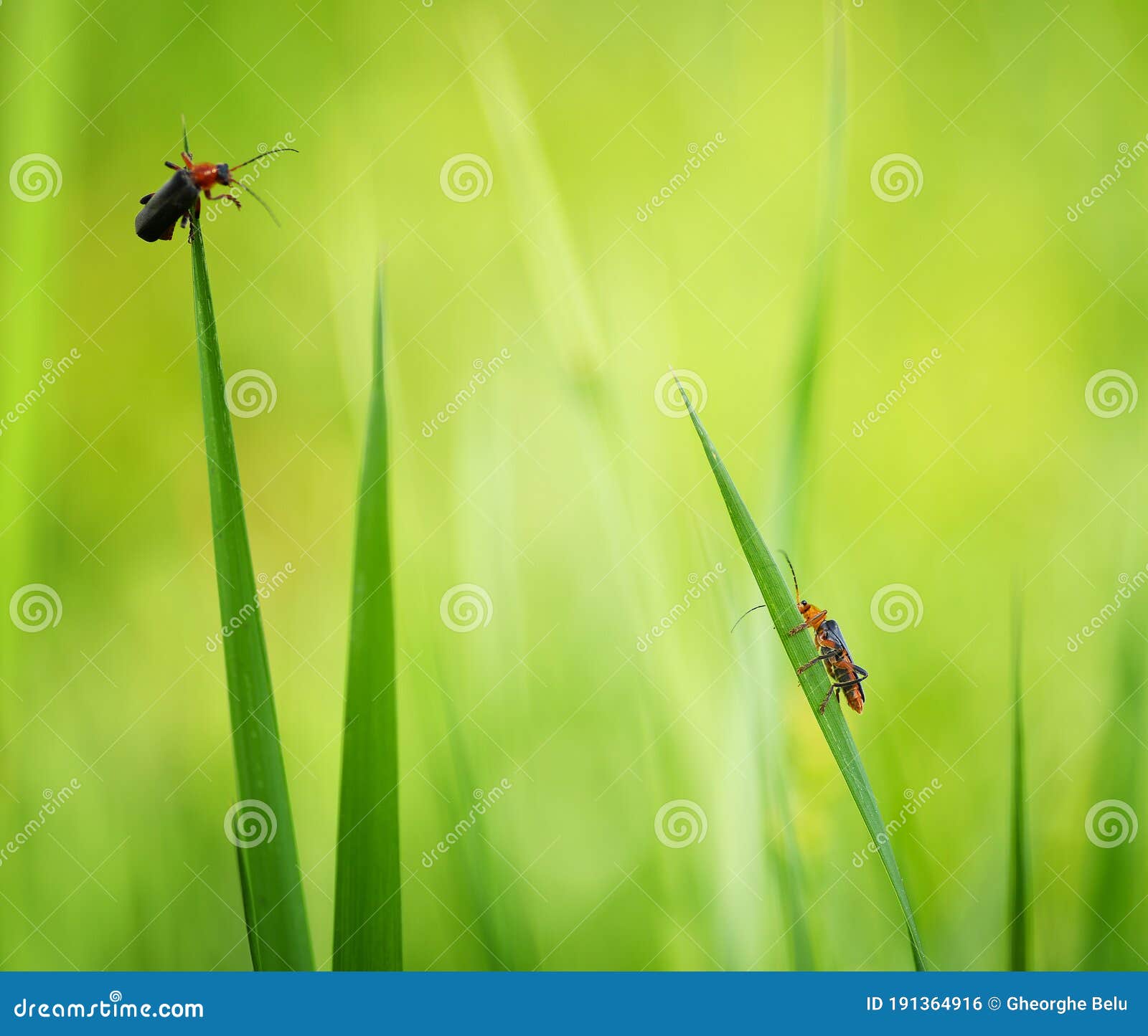 bugs   feeding in some wild colorful flowers