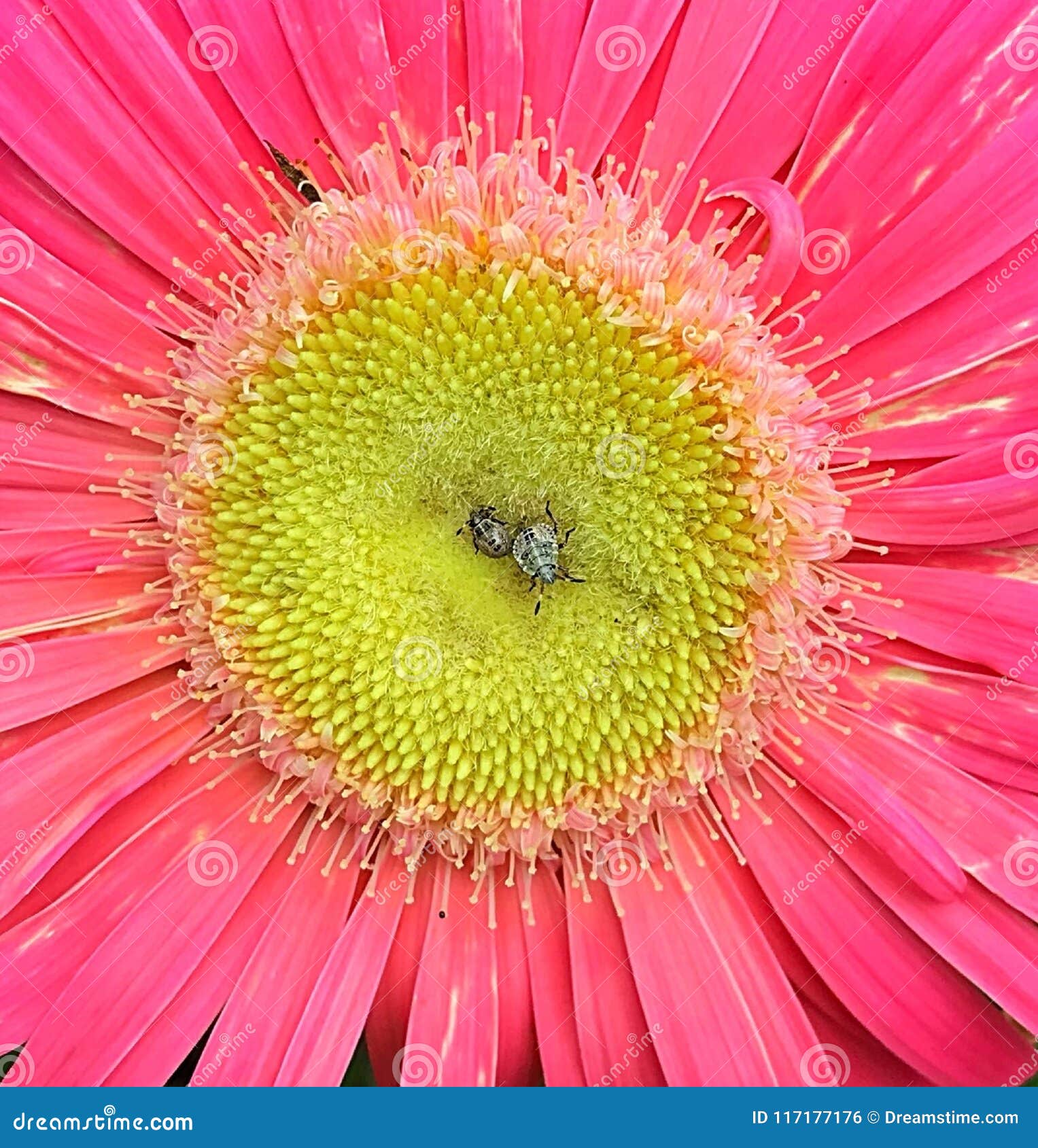 Bugs Resting on Pink and Gerber Daisy Stock Photo Image of resting