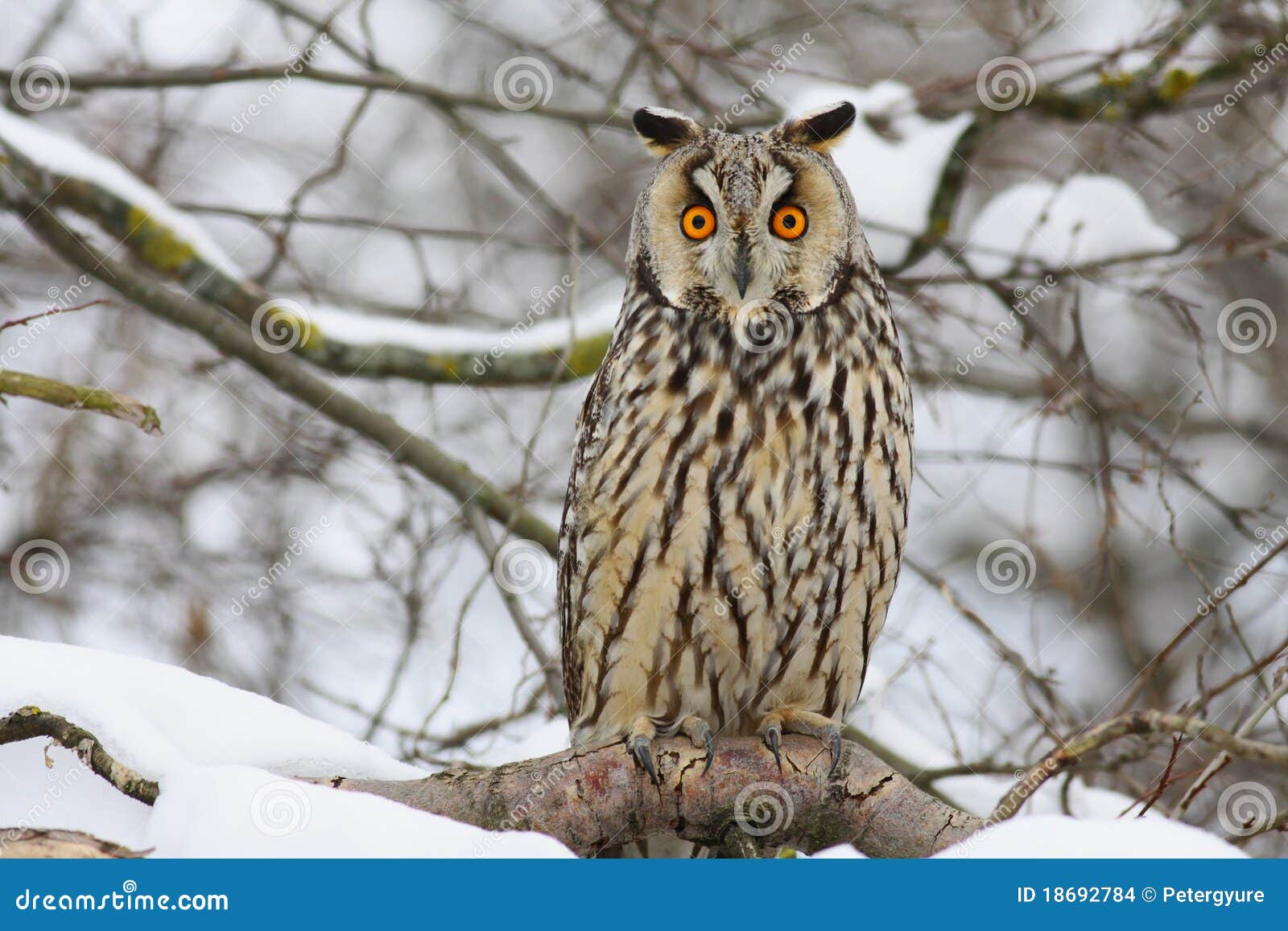 Buho Long-eared en una ramificación de árbol en invierno