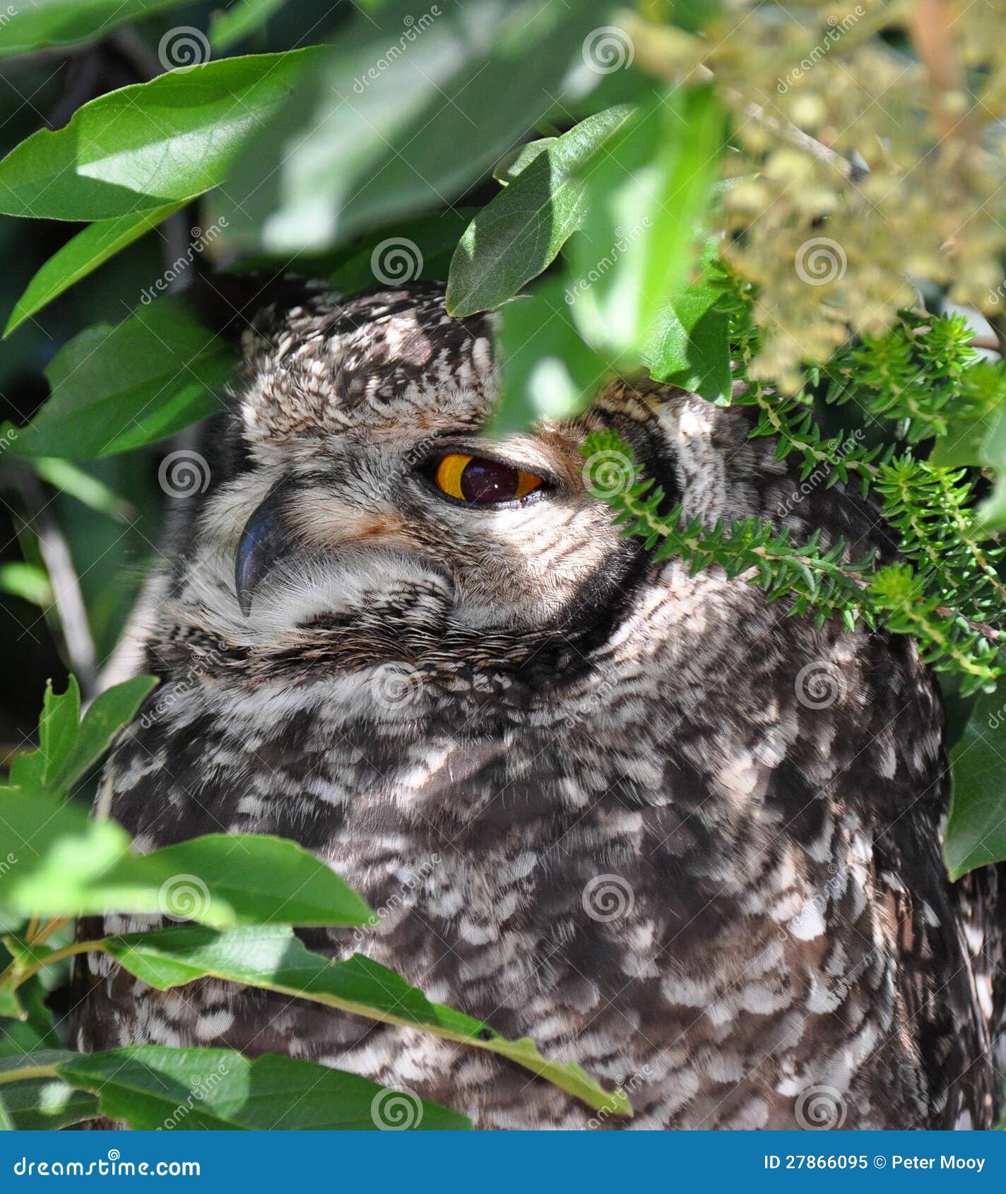 Buho que oculta en los arbustos en un jardín botánico