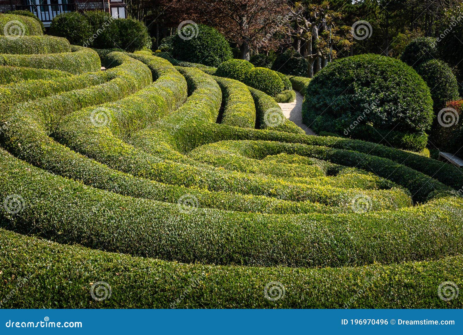 buis cut in landscape garden in france