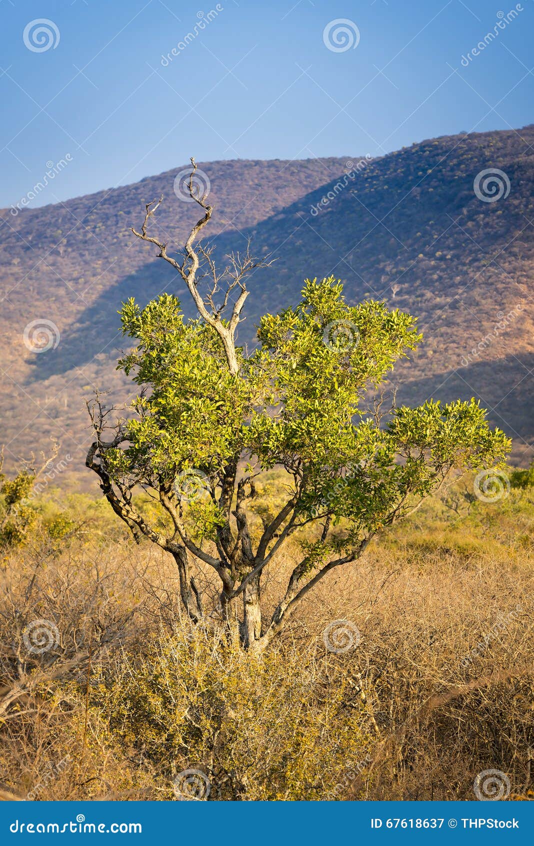 Buisson africain image stock. Image du désert, buisson 67618637