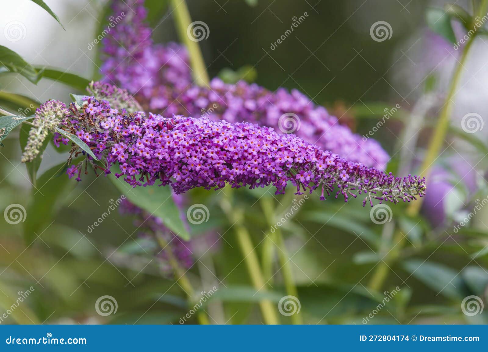 Buisson Papillon Buddleja Davidii Photo stock Image du buisson