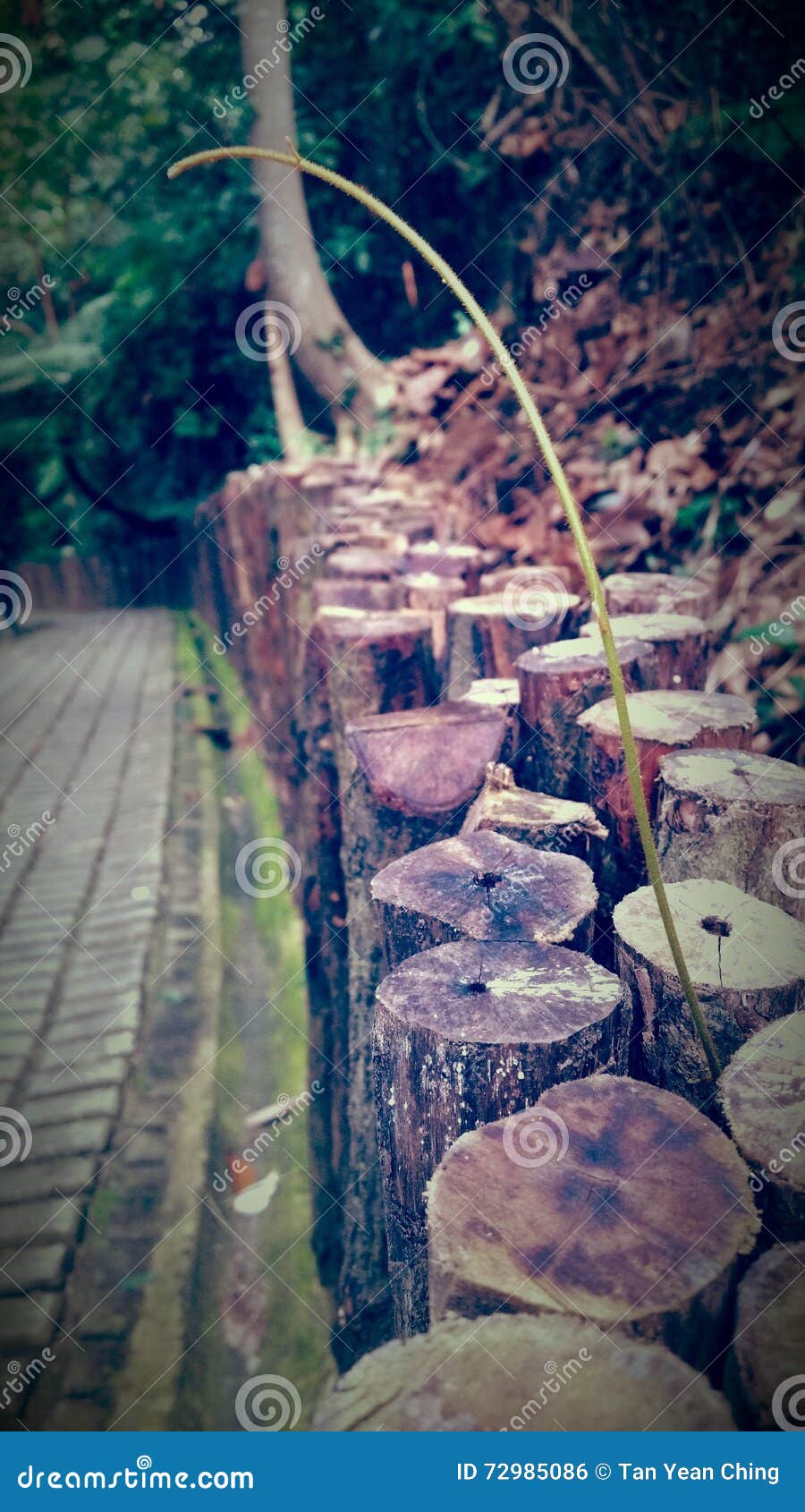 bukit batok natural park