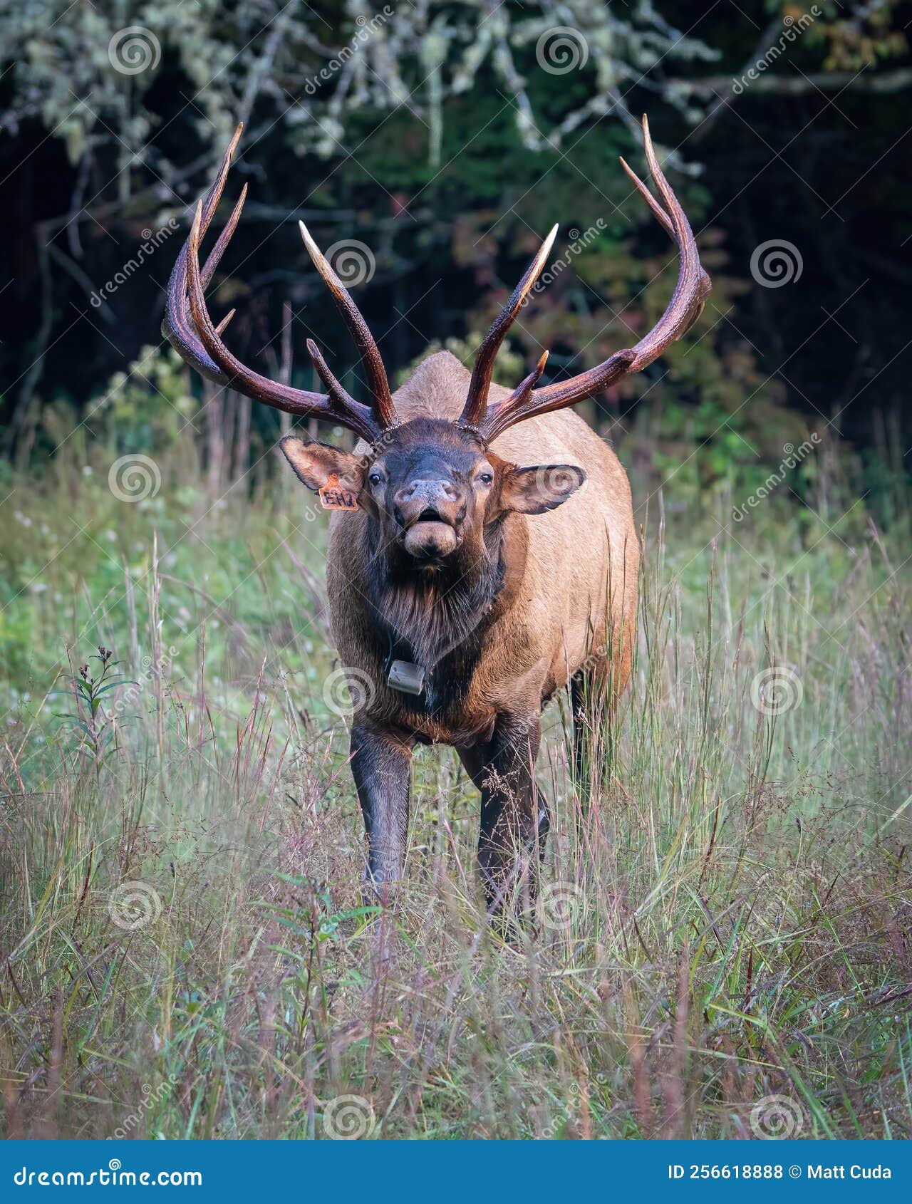 Bul Elk Bugling stock photo. Image of alpha, carolina 256618888