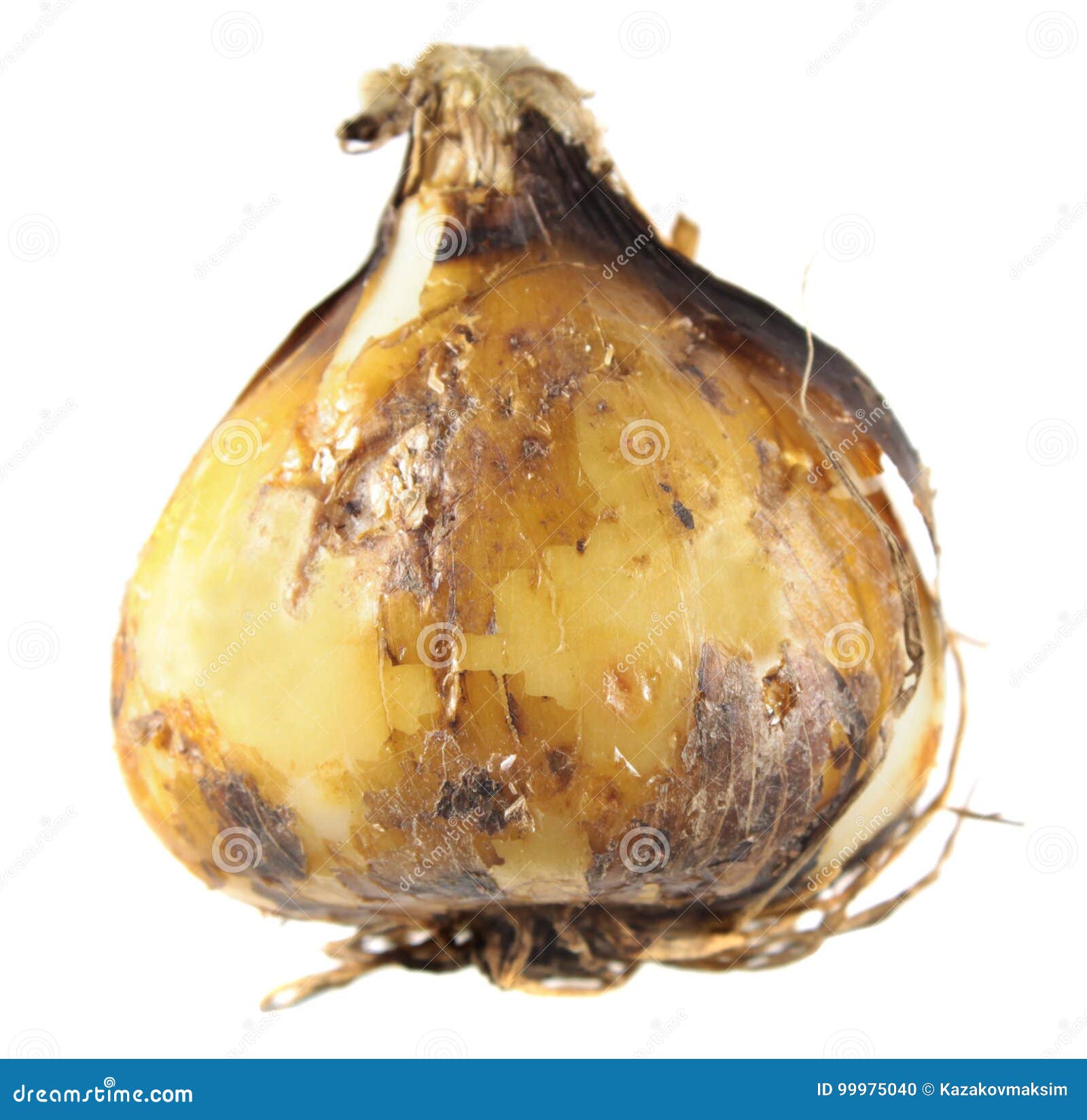 bulb of camas or indian hyacinth or camassia  on white