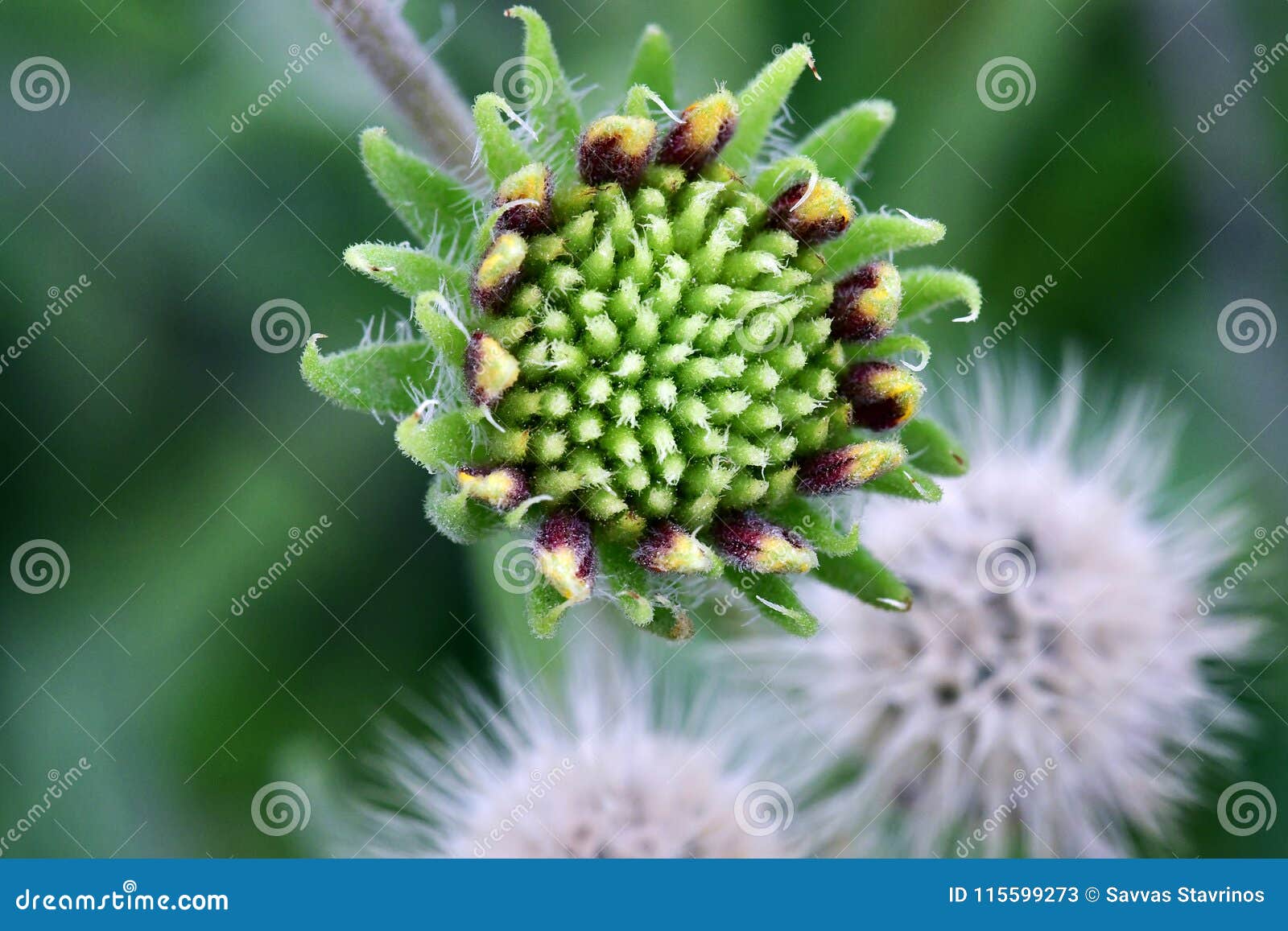 Flower Buds in the Garden Charming and Colourful Stock Image Image of concentration, budding