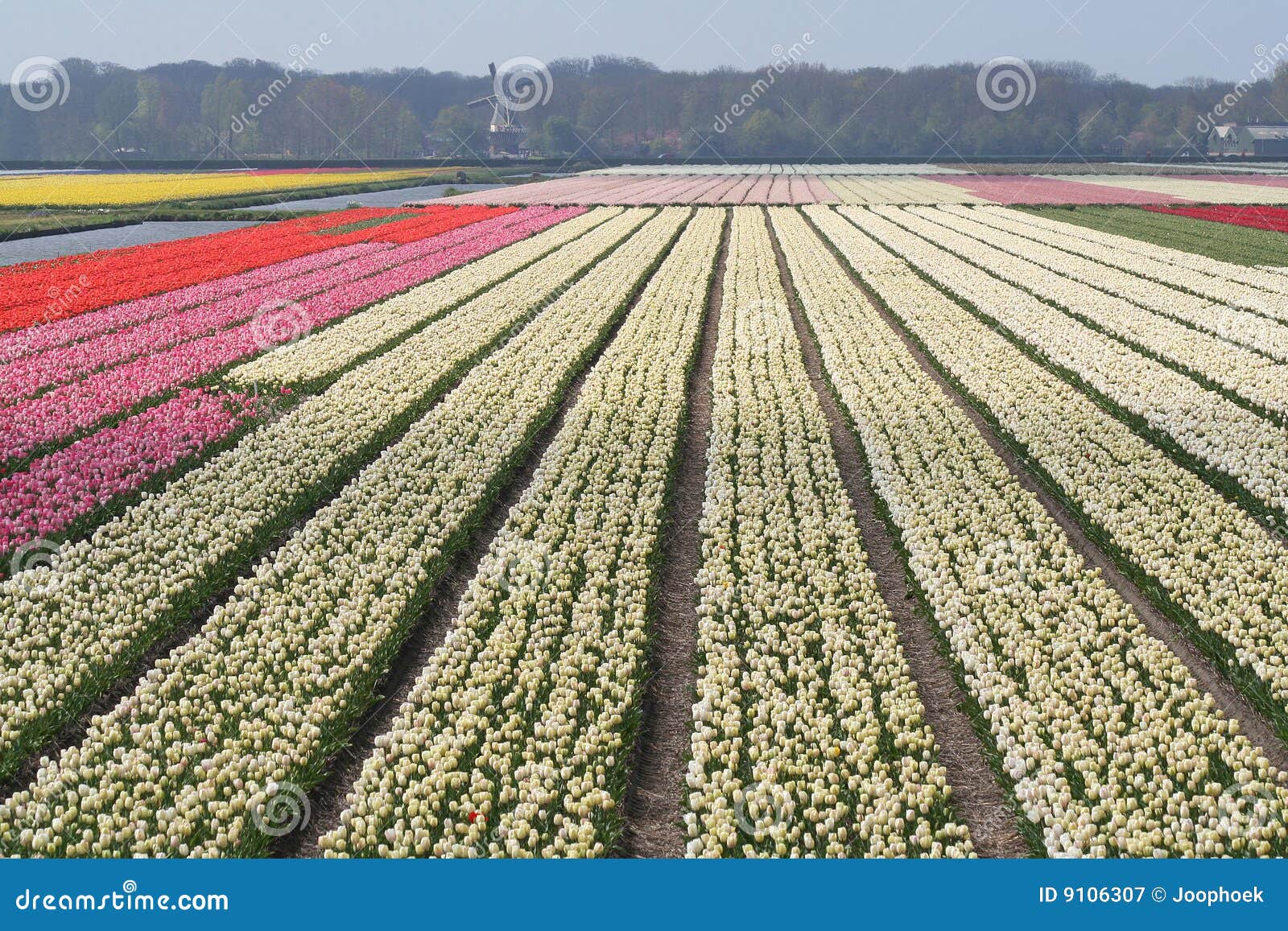 Bulb fields in Holland stock image. Image of green, bouquet 9106307