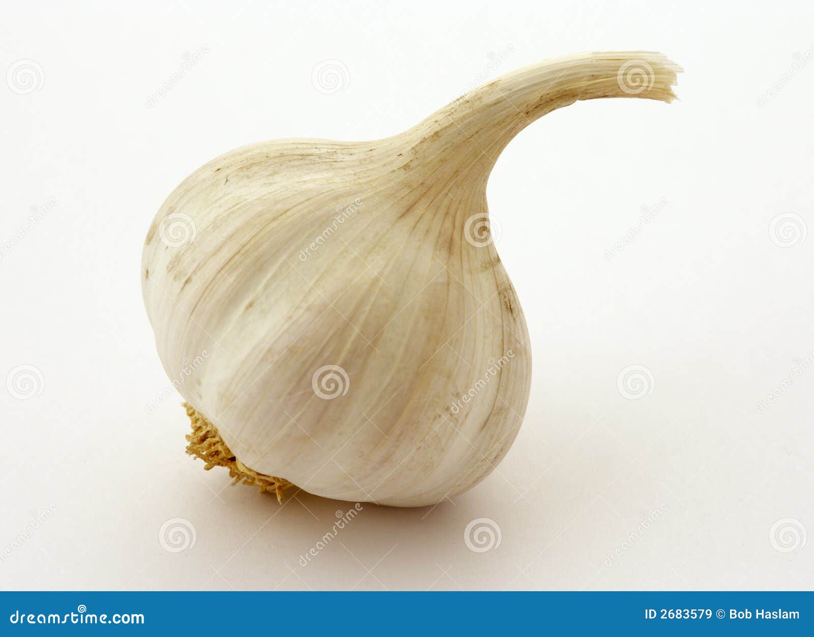 Bulb of Garlic stock image. Image of isolated, garlic 2683579
