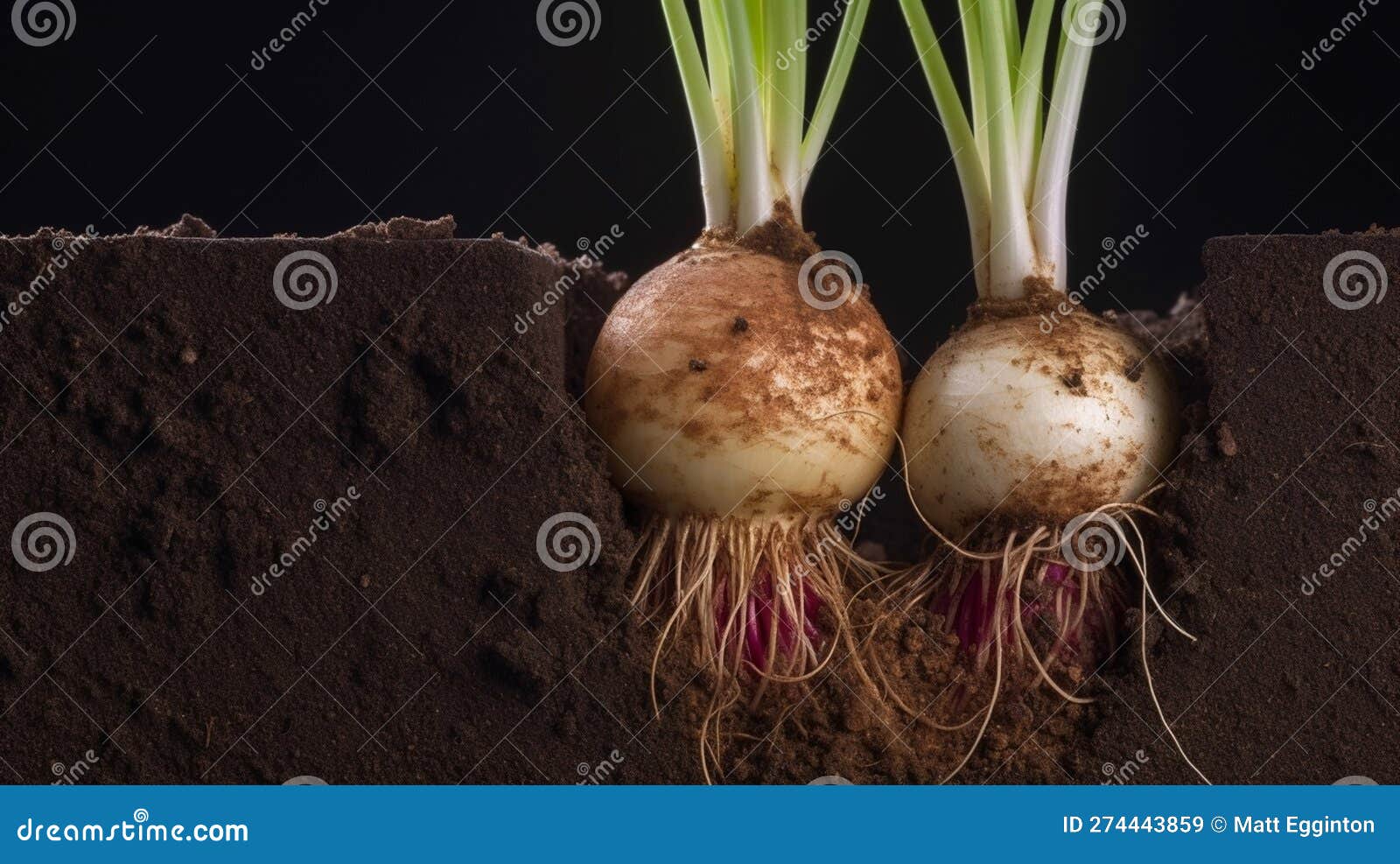 Bulb growing stock image. Image of growth, growing, life 274443859