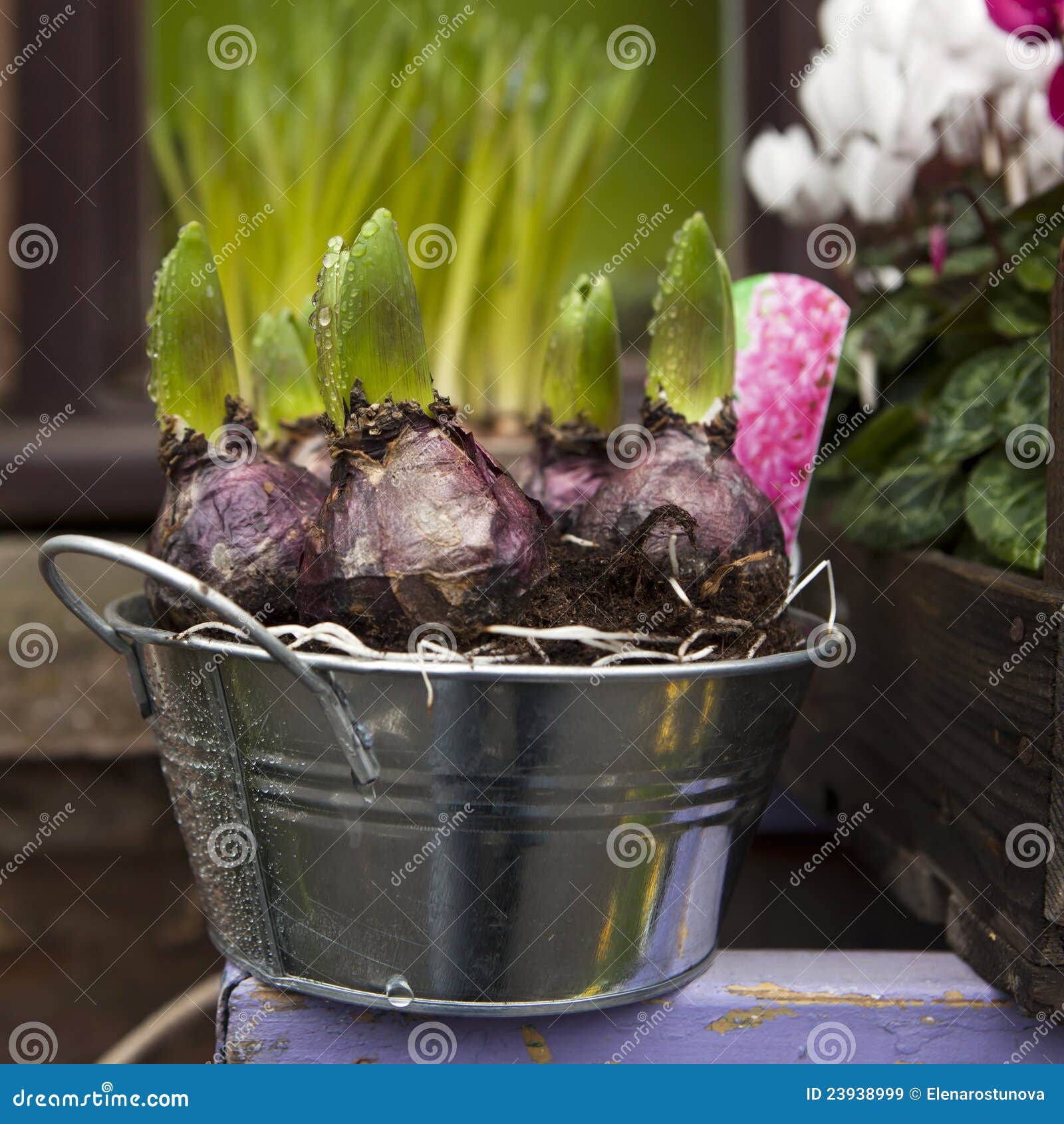 Bulb of Hyacinth in the Pot Stock Image Image of root, horticulture
