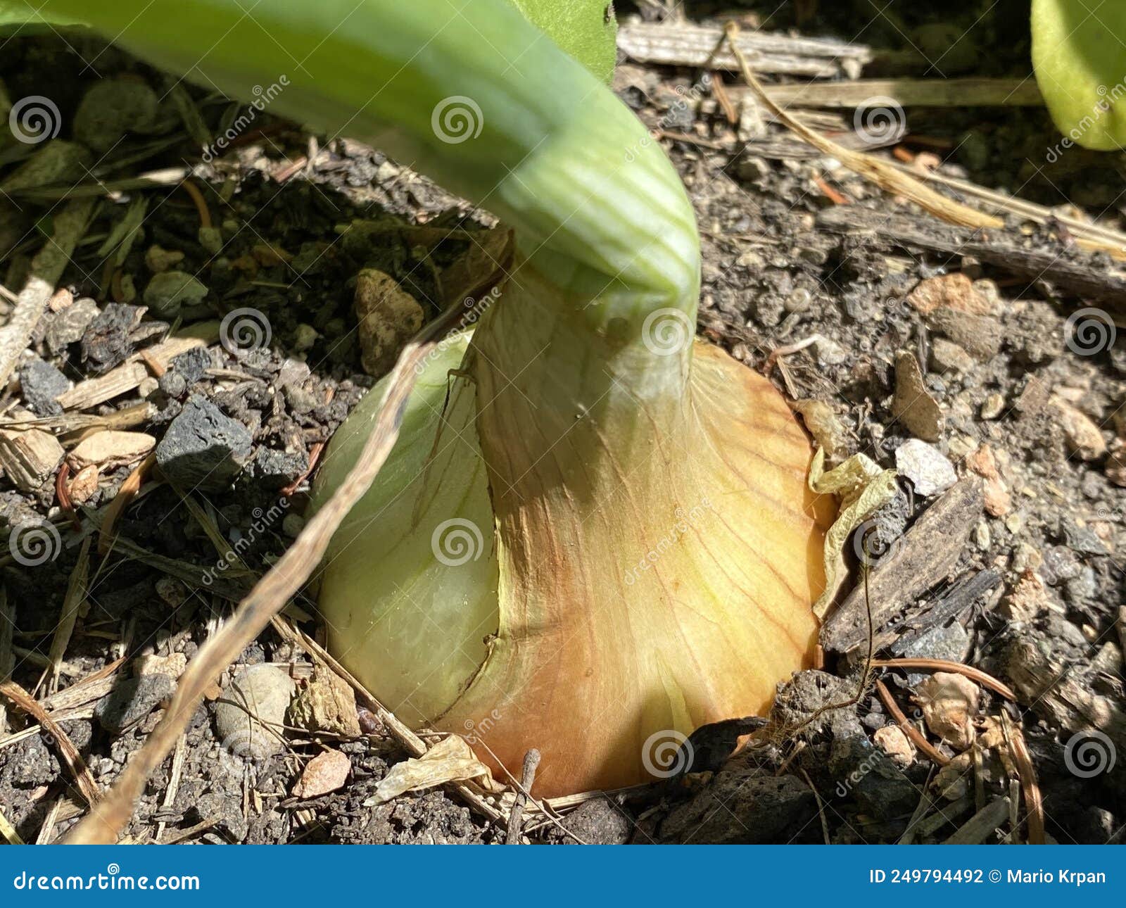 bulb onion allium cepa, common onion, zwiebel, zwiebellauch, bolle, zipolle, speisezwiebel, kÃÂ¼chenzwiebel oder kuechenzwiebel