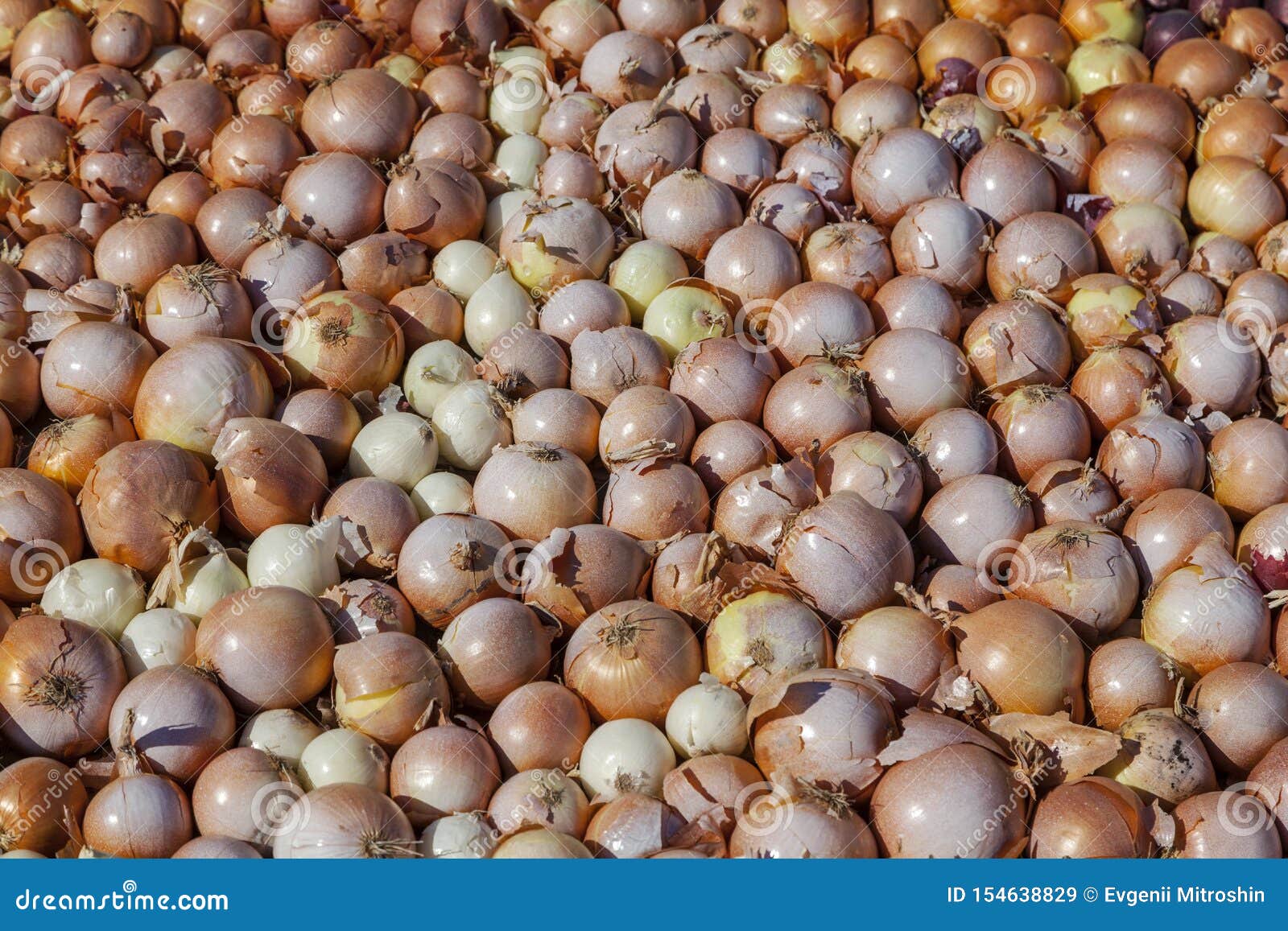 bulb onion, background, onion plantation, overproduction