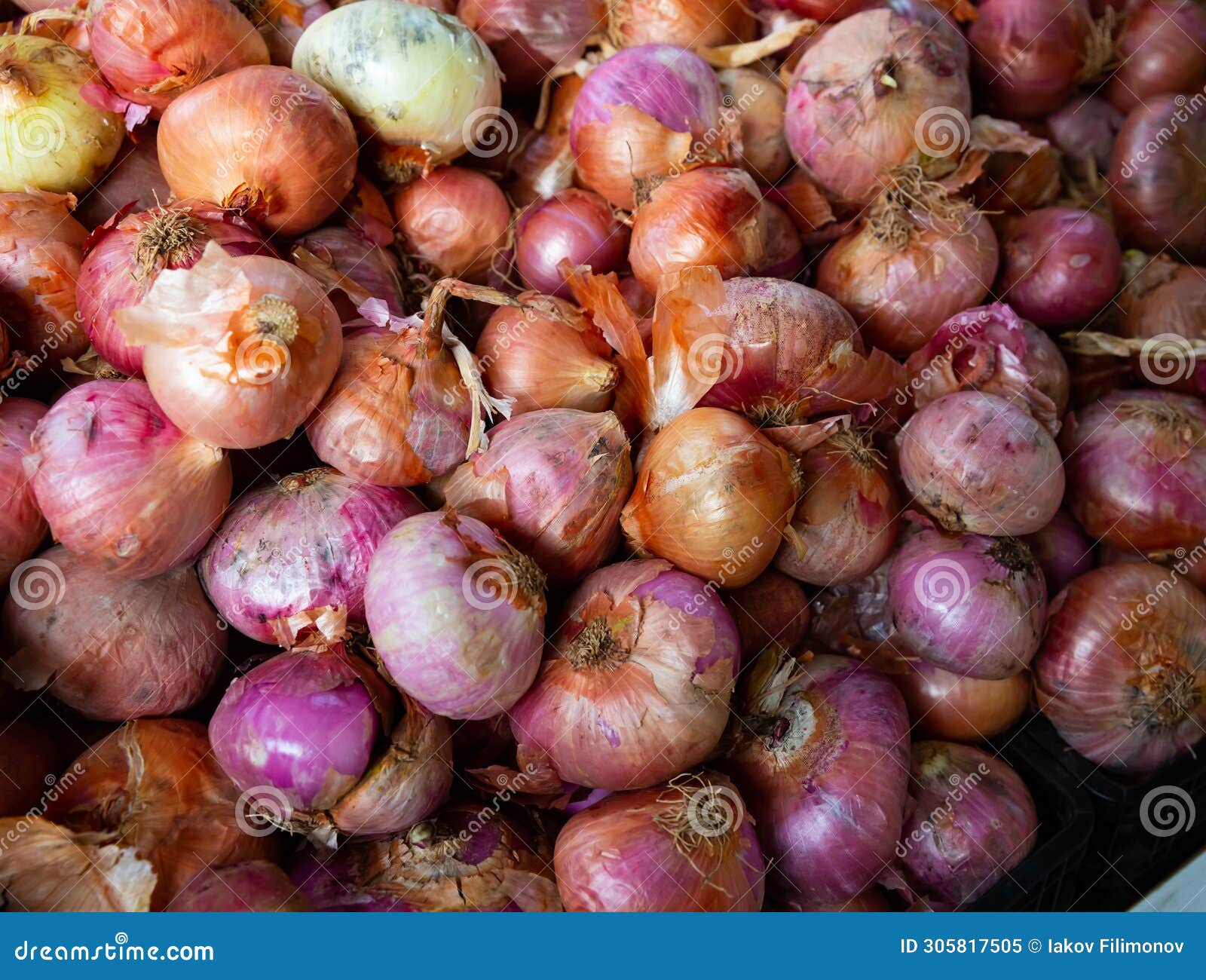 Bulb Onion on Counter in Grocery Store, Nobody Stock Image Image of