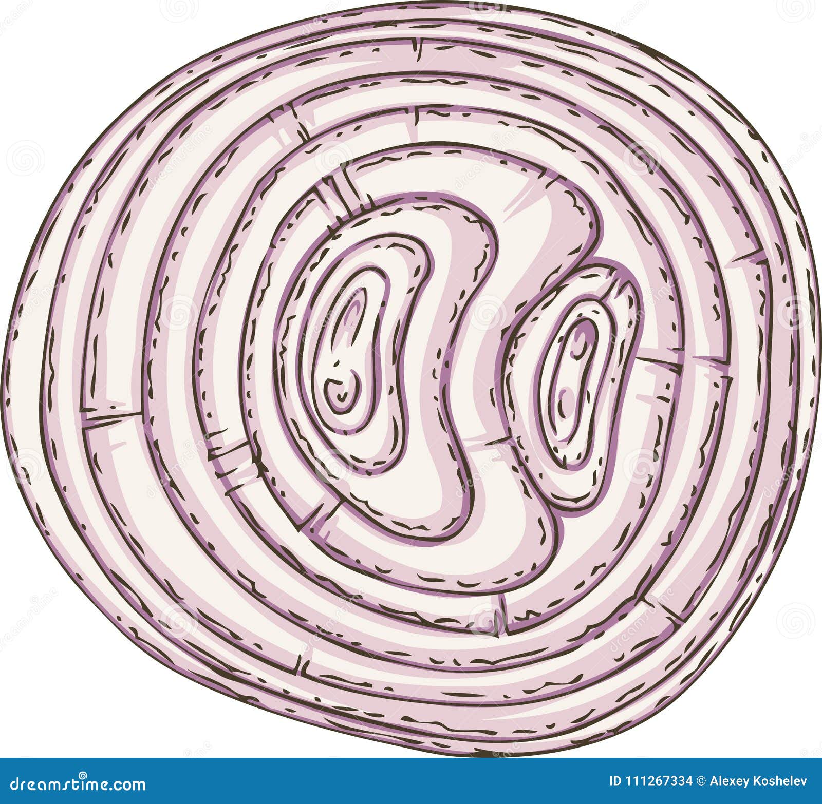 Bulb Onion in Cross Section Stock Illustration Illustration of onion