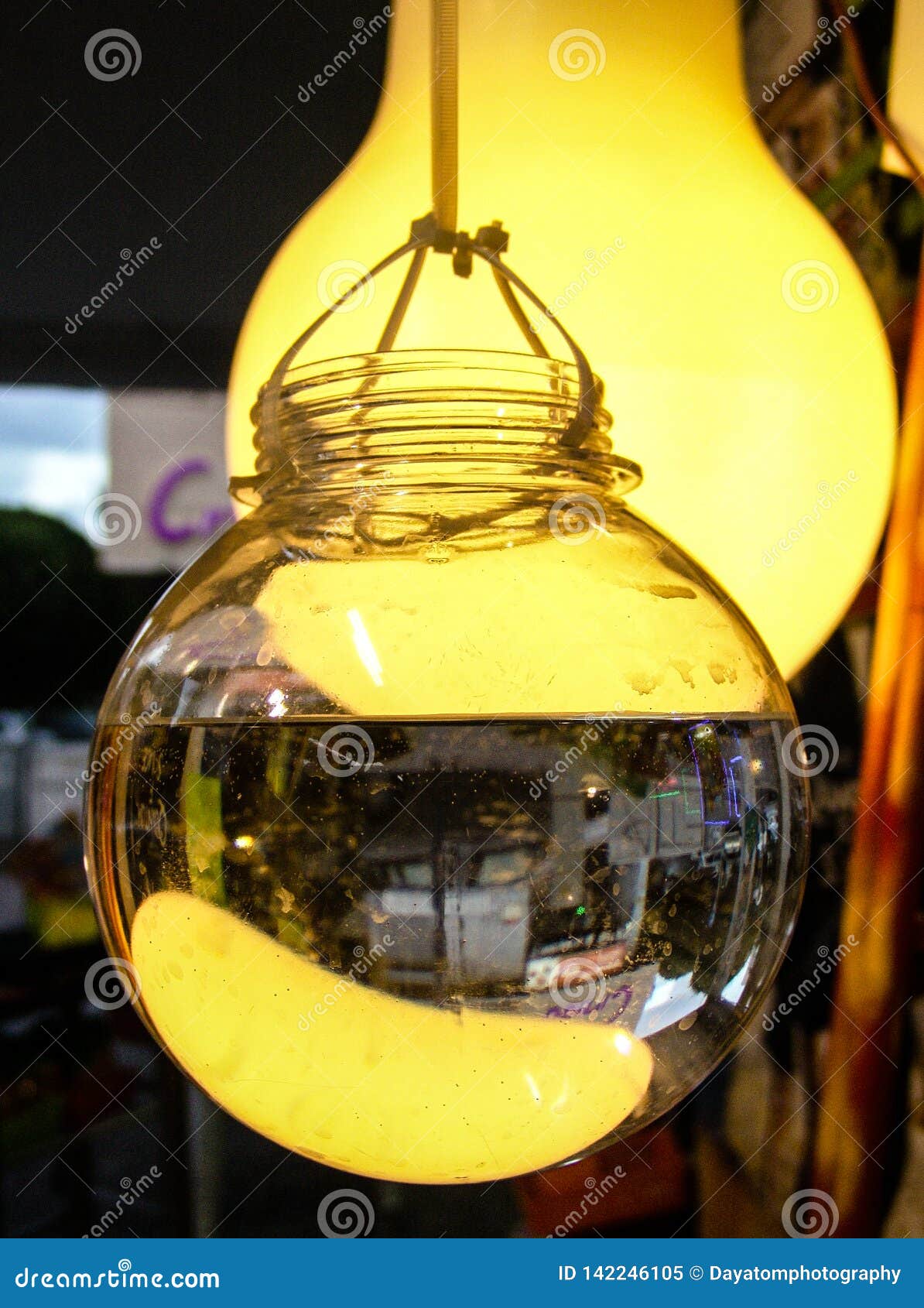 Bulb Shaped Glass Containers Filled with Water, Hanging on a String on