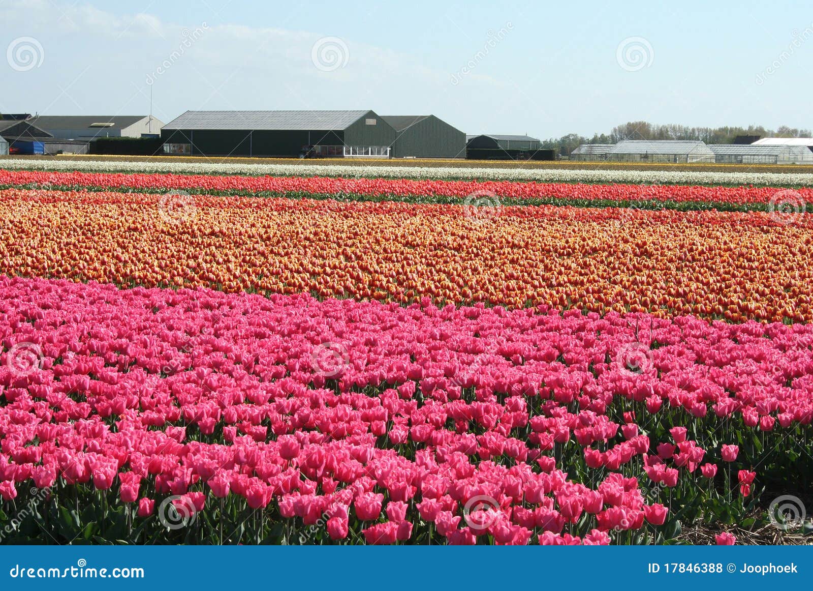 Bulbfields in Holland stock photo. Image of tulips, dutch 17846388