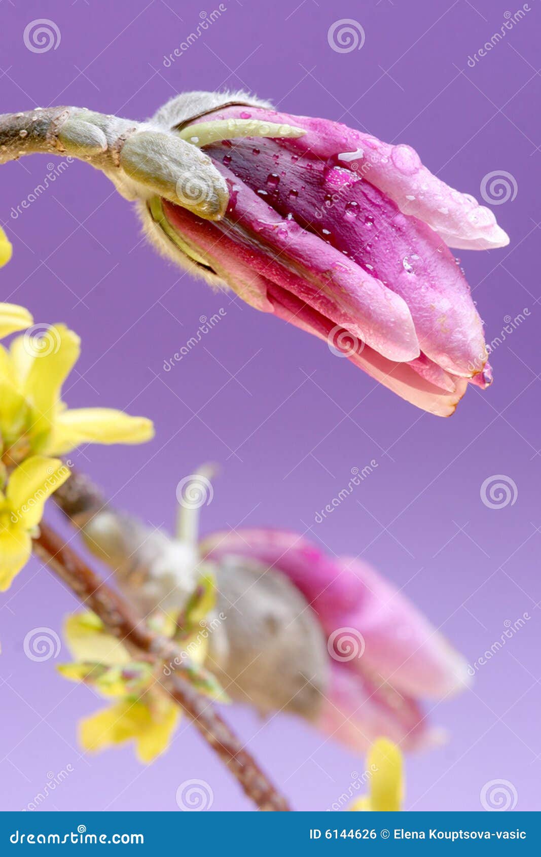 Bulbo de la magnolia foto de archivo. Imagen de flor, pascua - 6144626