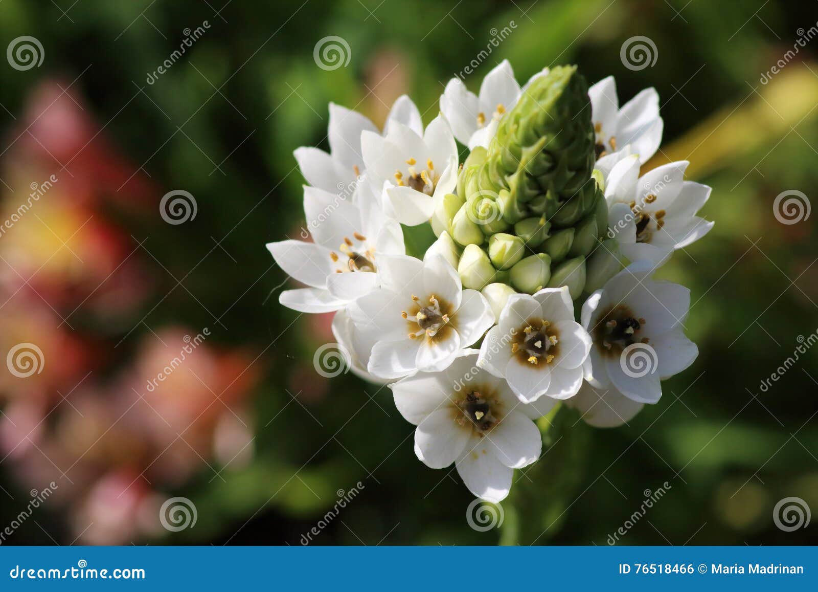 Bulbo De Las Flores Blancas Foto de archivo - Imagen de delicado, hermoso:  76518466