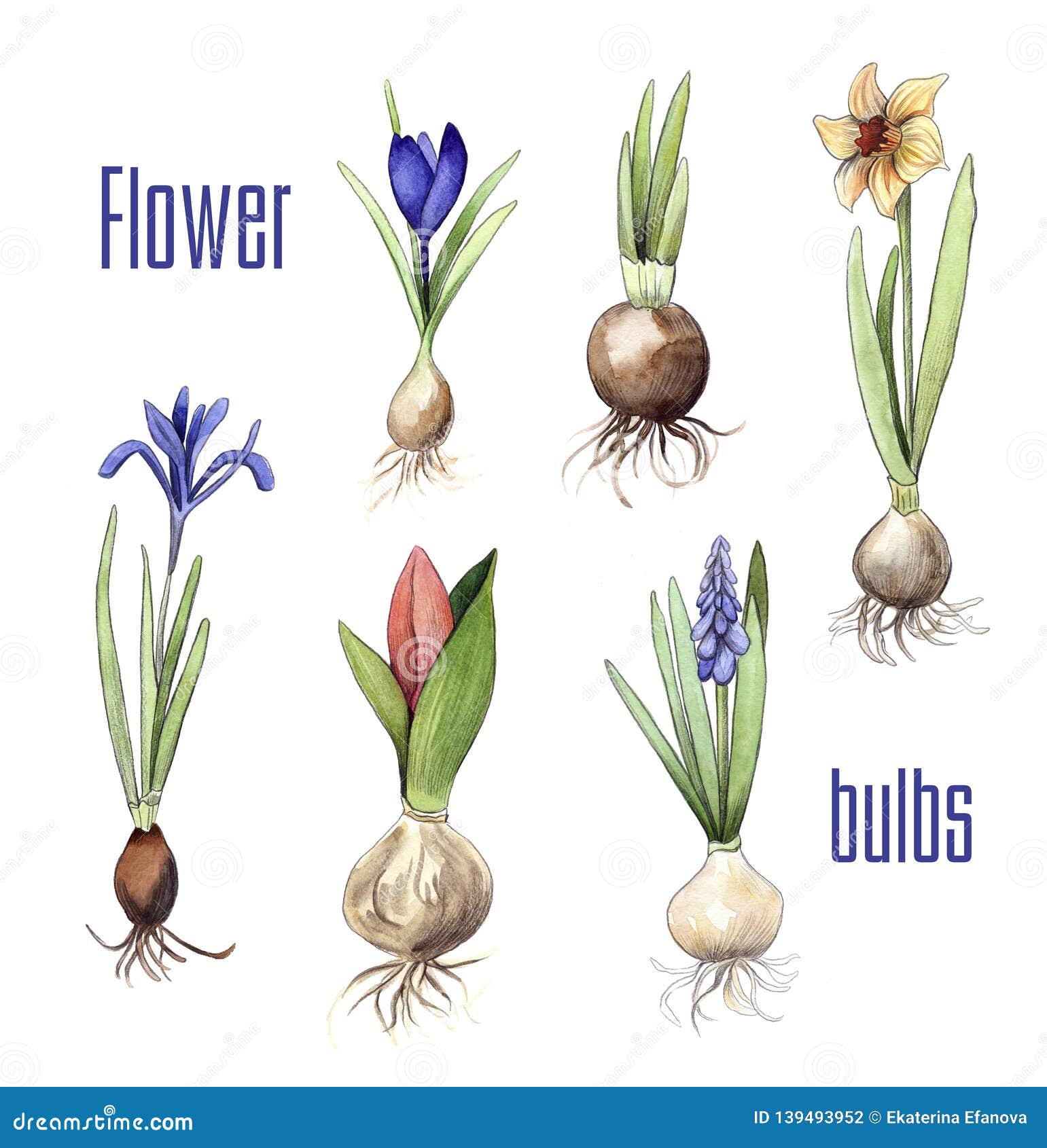 Bulbos de diversas flores foto de archivo. Imagen de planta - 139493952