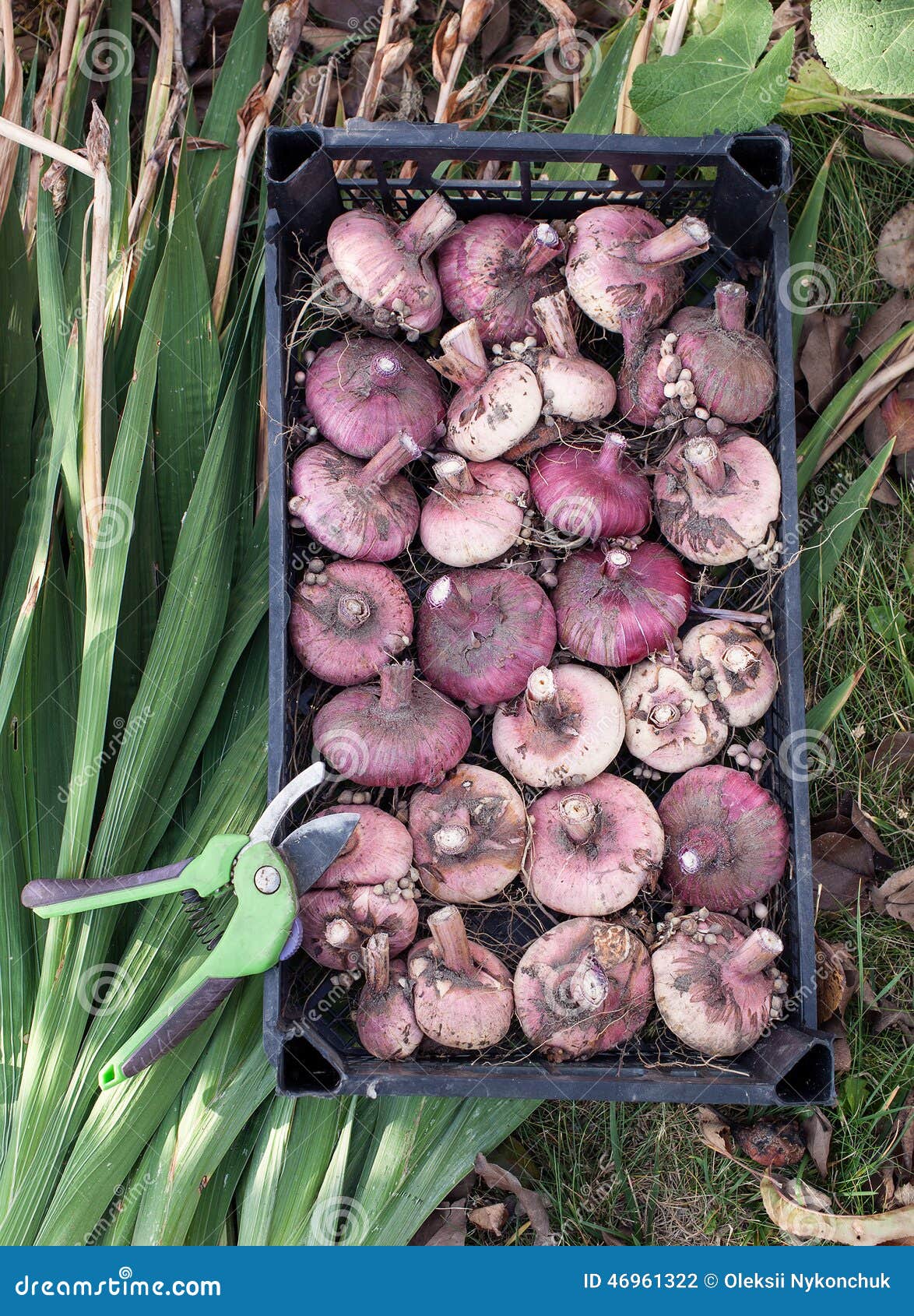 Bulbos de gladiolos foto de archivo. Imagen de podadera - 46961322