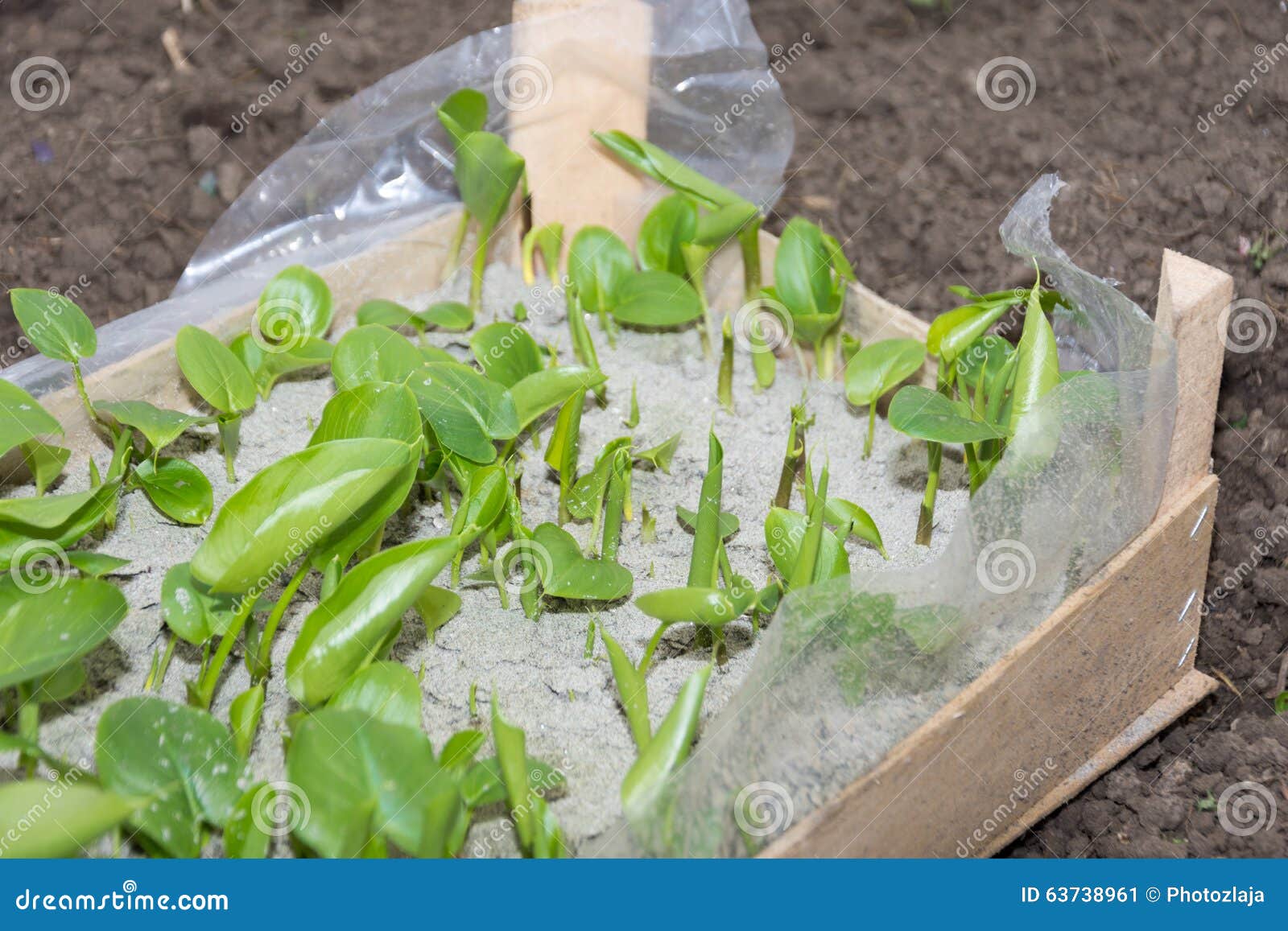 Bulbos De La Cala Preparados Para Plantar En Invernadero Imagen archivo - Imagen de ornamental, sembradura: 63738961