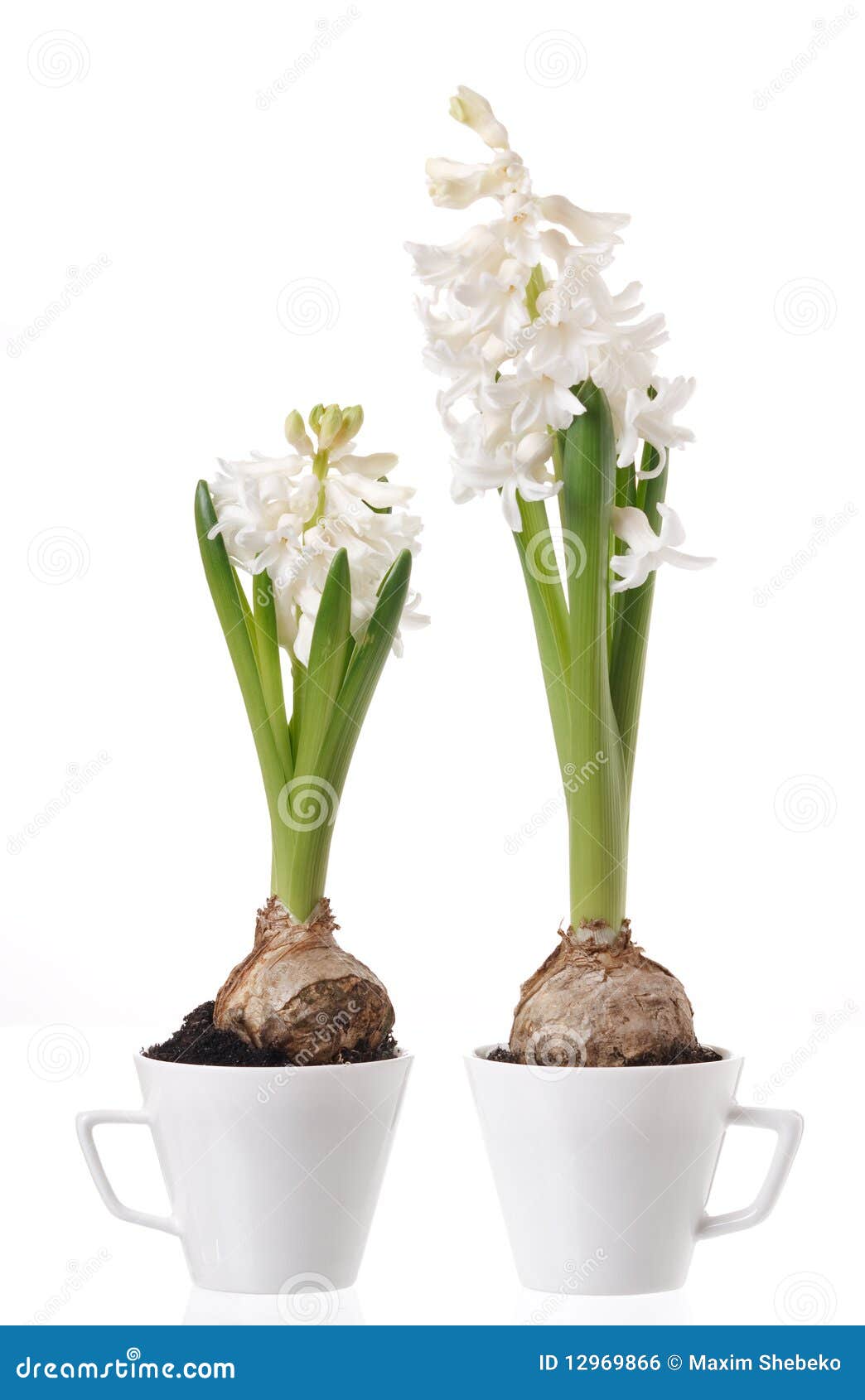 Bulbos Y Flores Del Jacinto Foto de archivo - Imagen de blanco, jacinto:  12969866